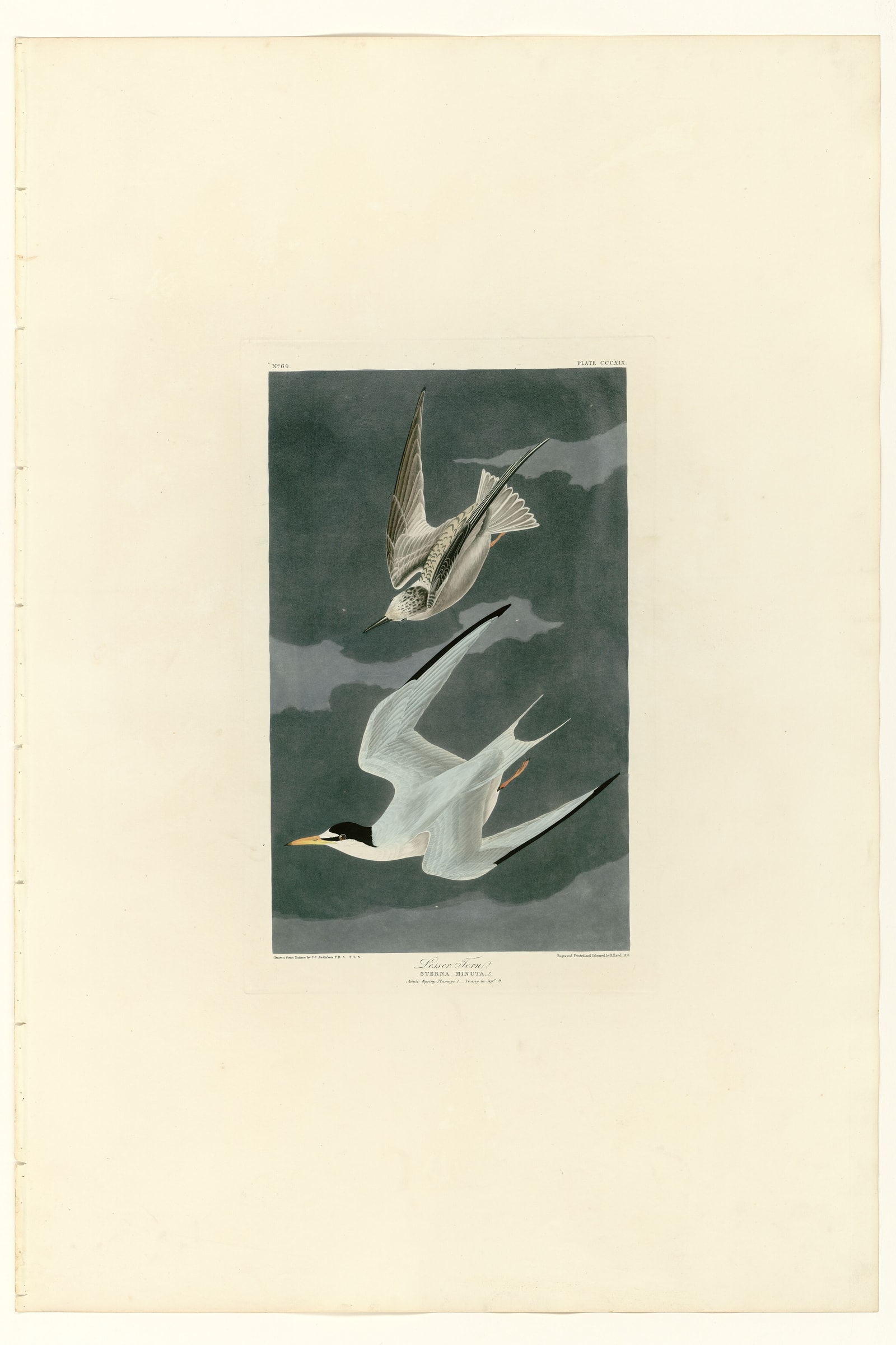 Lesser Tern