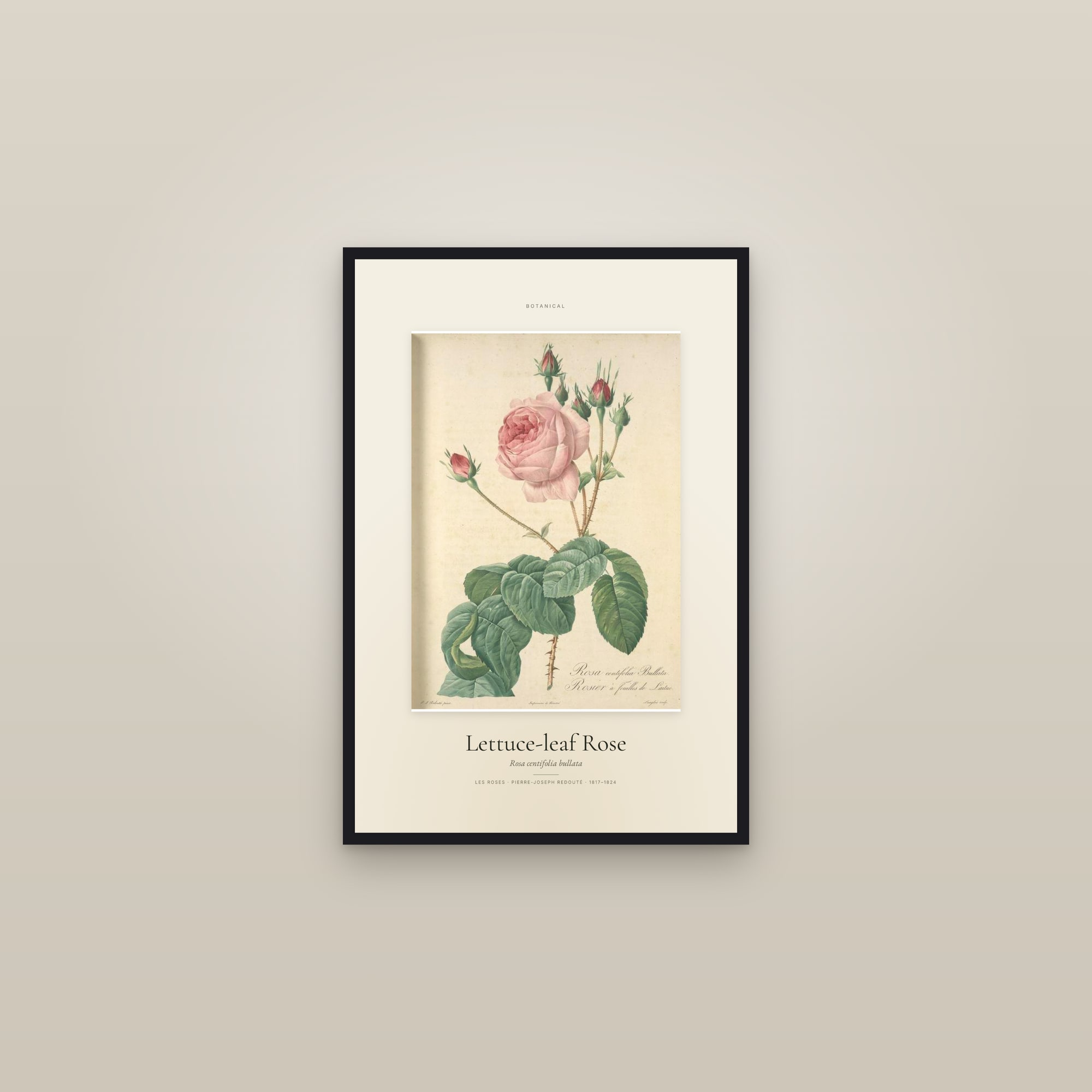 Lettuce-leaf Rose — Specimen — framed in a gallery setting
