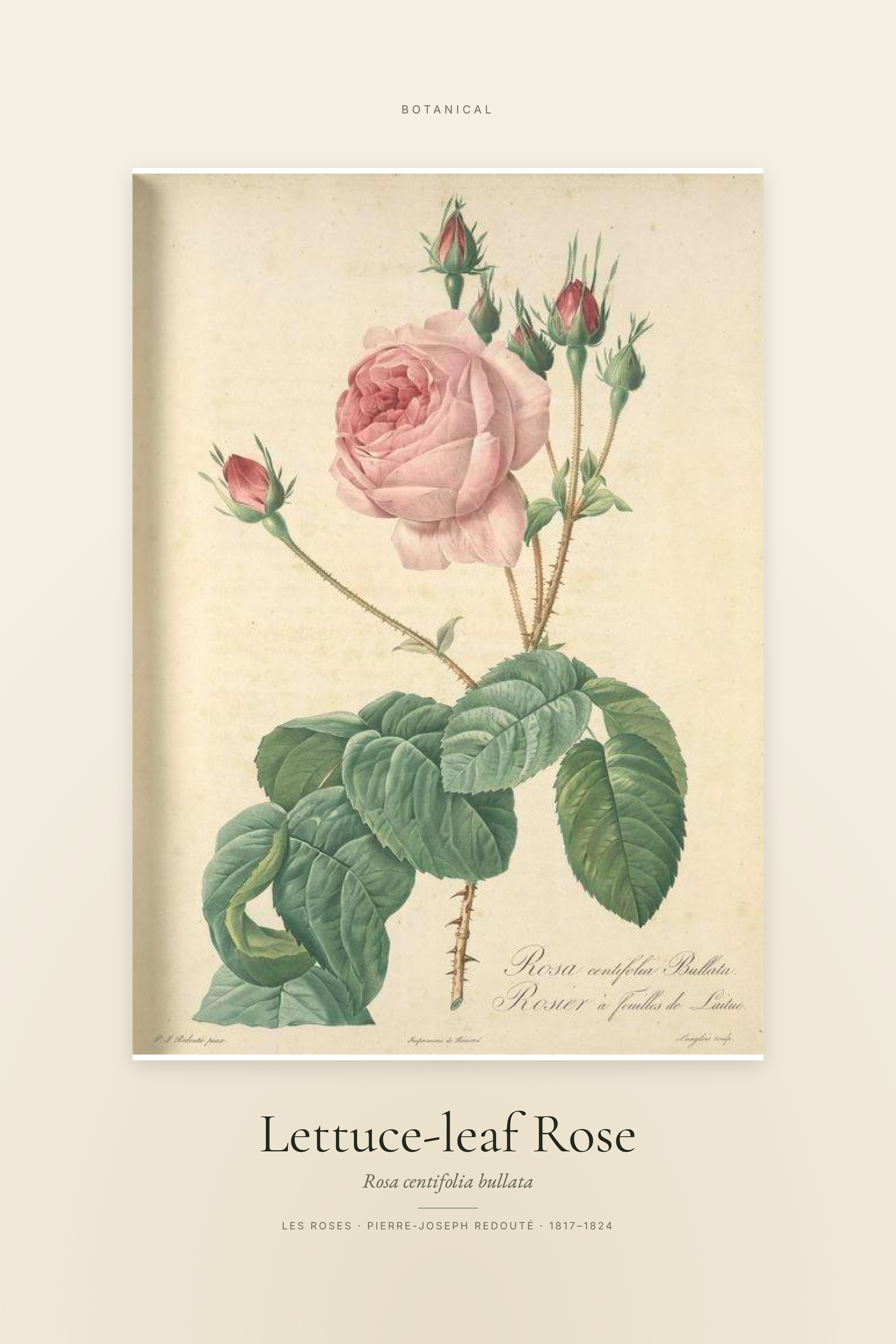 Lettuce-leaf Rose — Specimen
