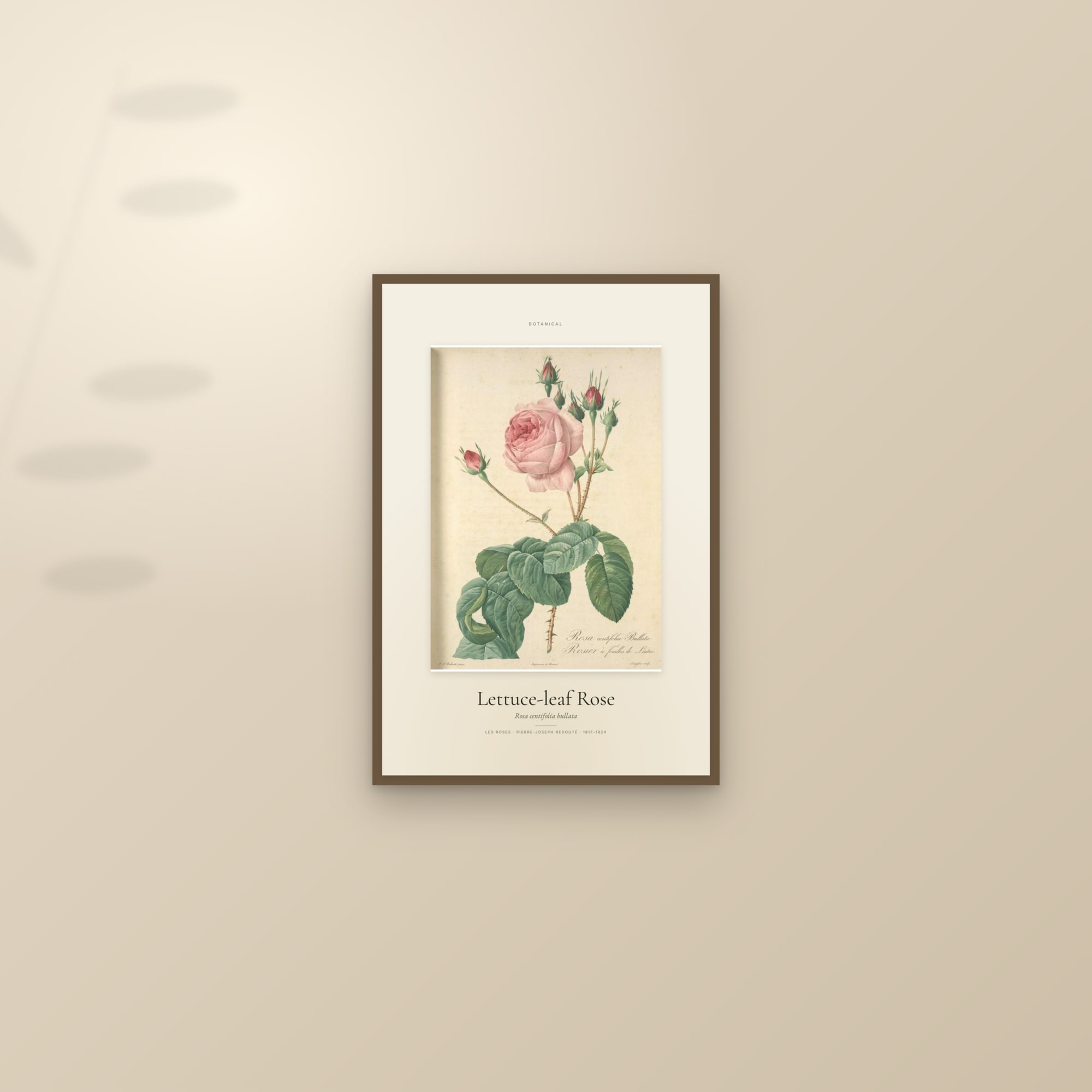Lettuce-leaf Rose — Specimen — framed and styled on a sunlit wall