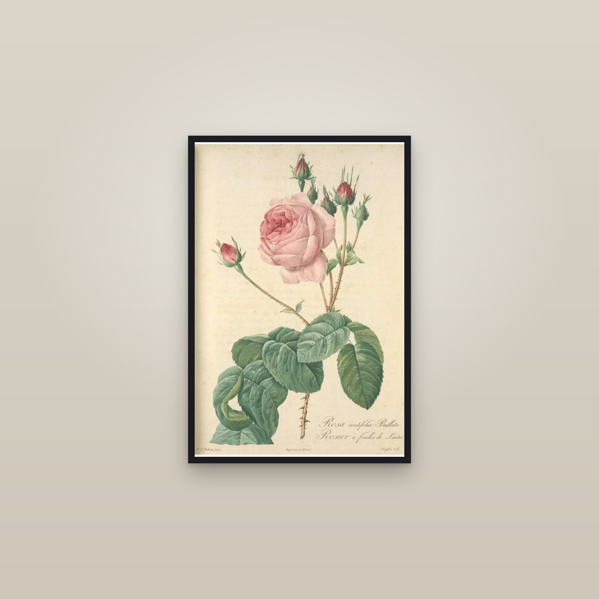 Lettuce-leaf Rose — framed in a gallery setting