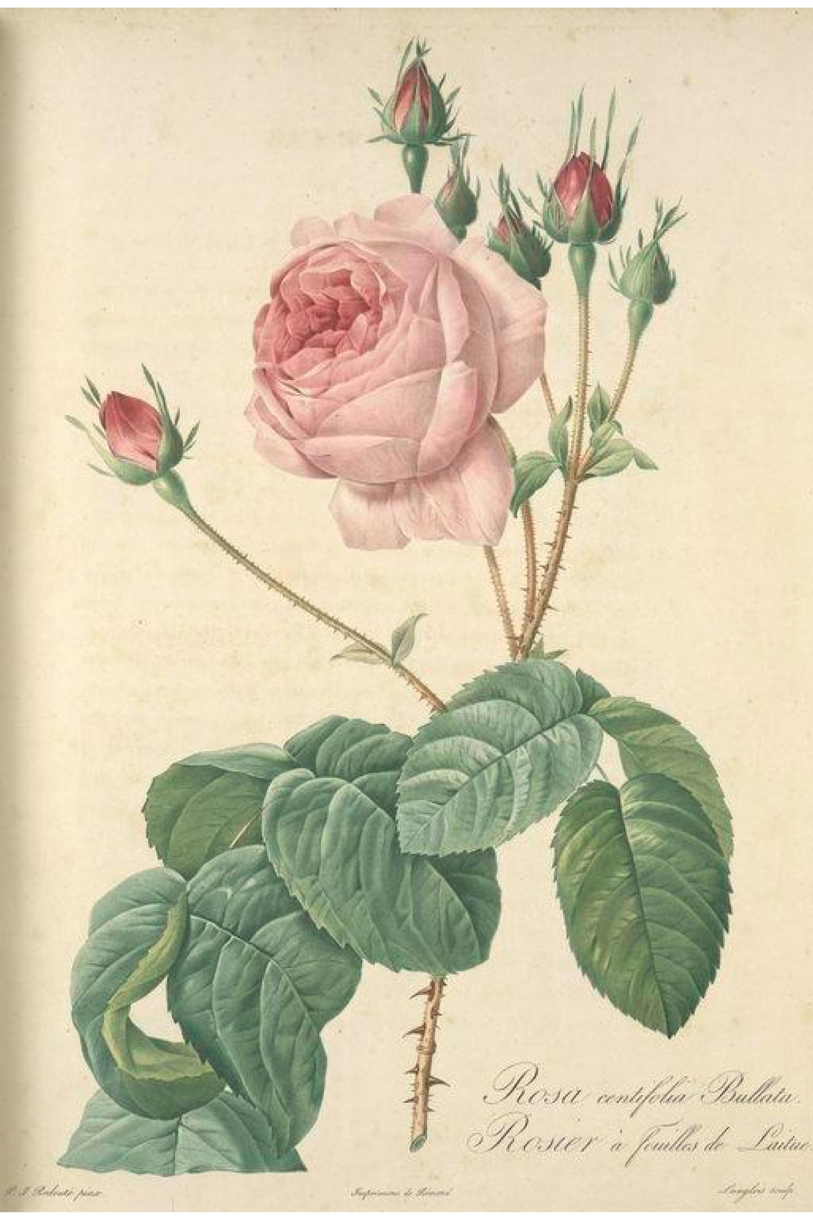 Lettuce-leaf Rose