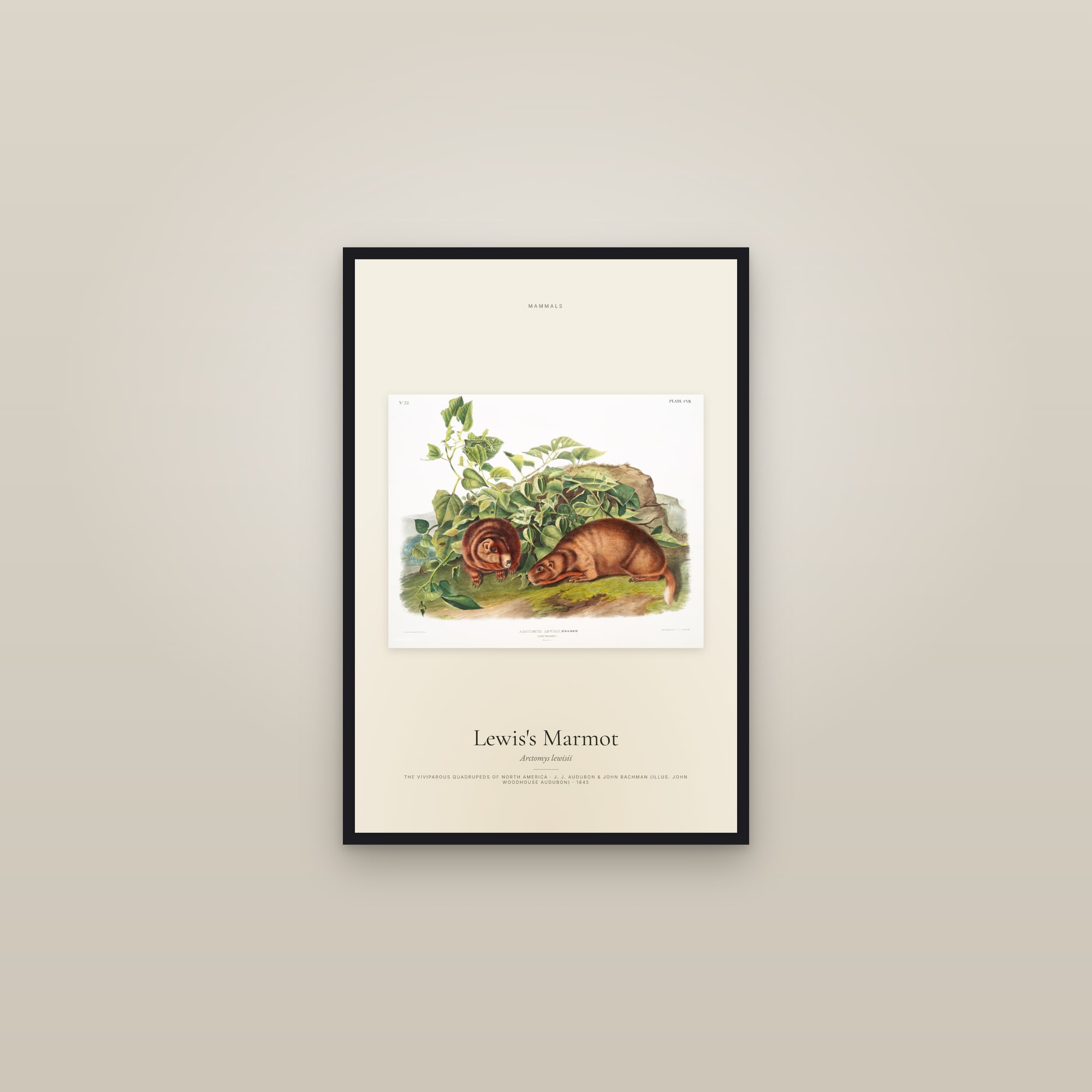 Lewis's Marmot — framed in a gallery setting