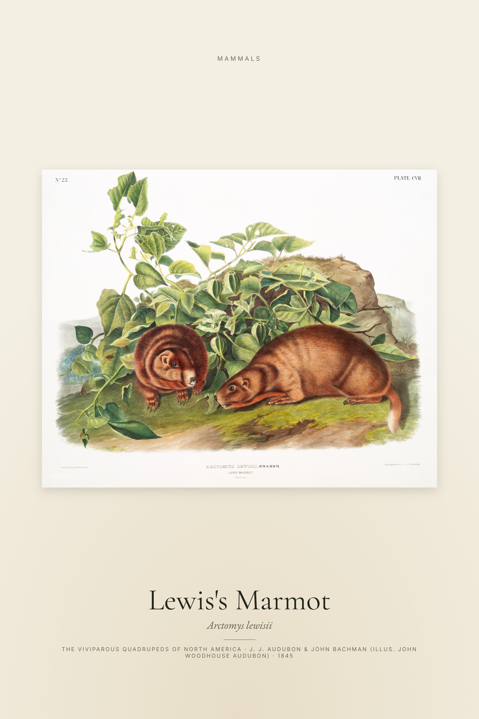 Lewis's Marmot