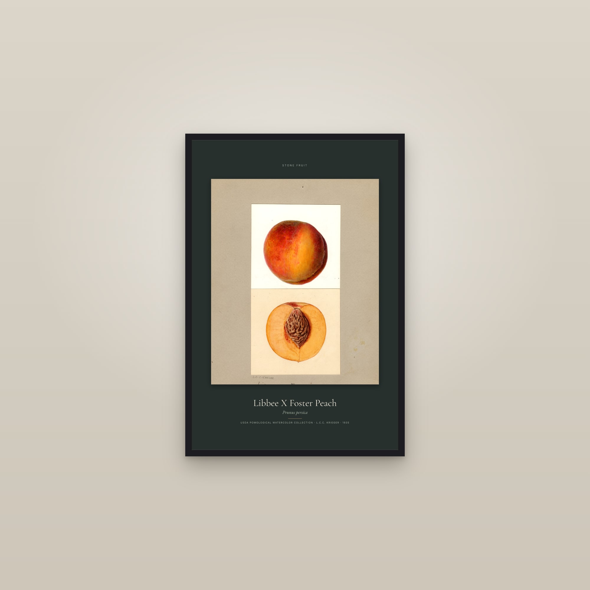 Libbee X Foster Peach — Specimen — framed in a gallery setting