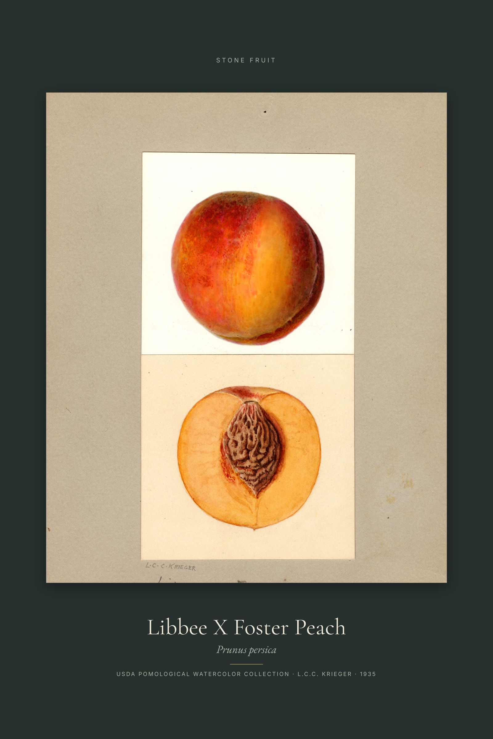 Libbee X Foster Peach — Specimen