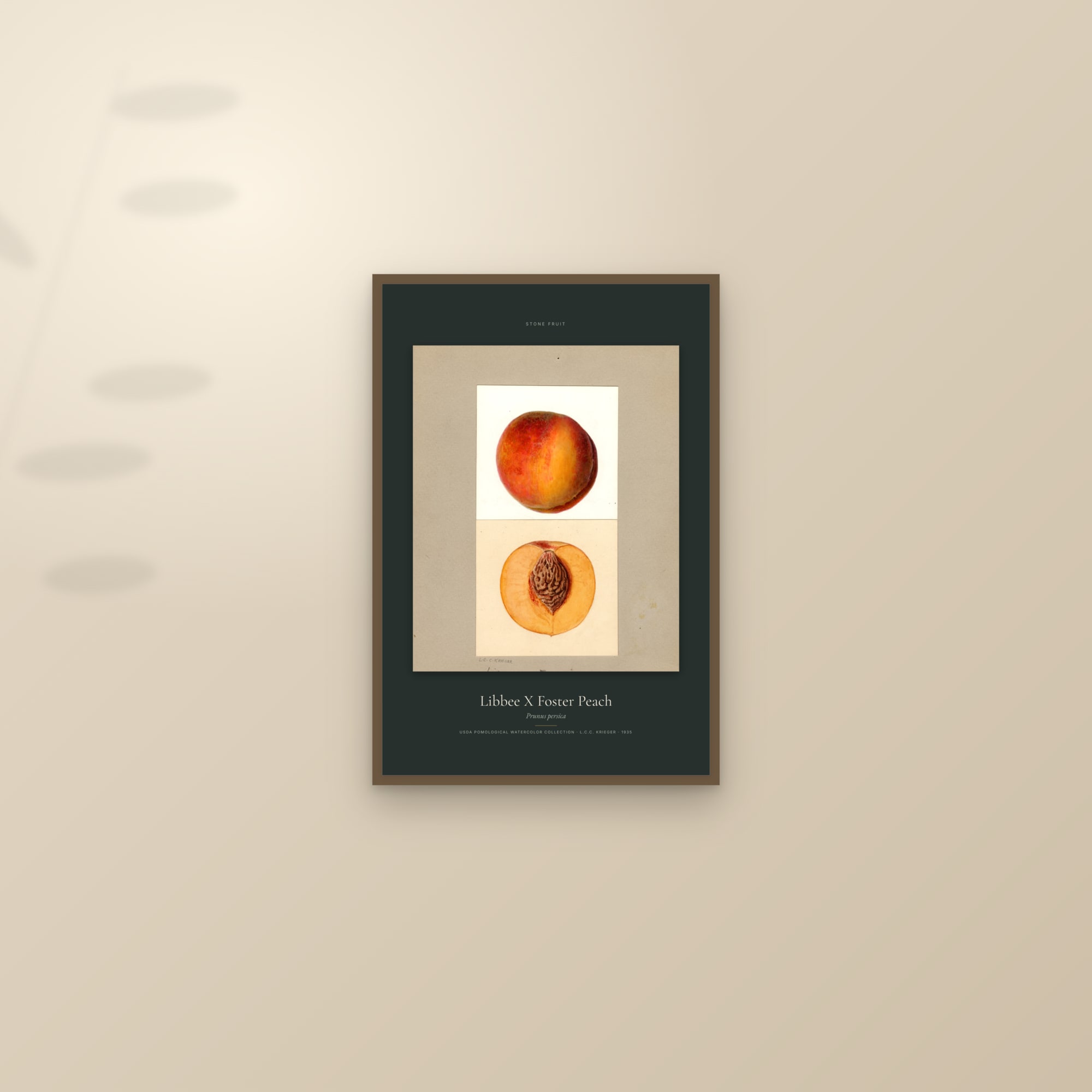 Libbee X Foster Peach — Specimen — framed and styled on a sunlit wall