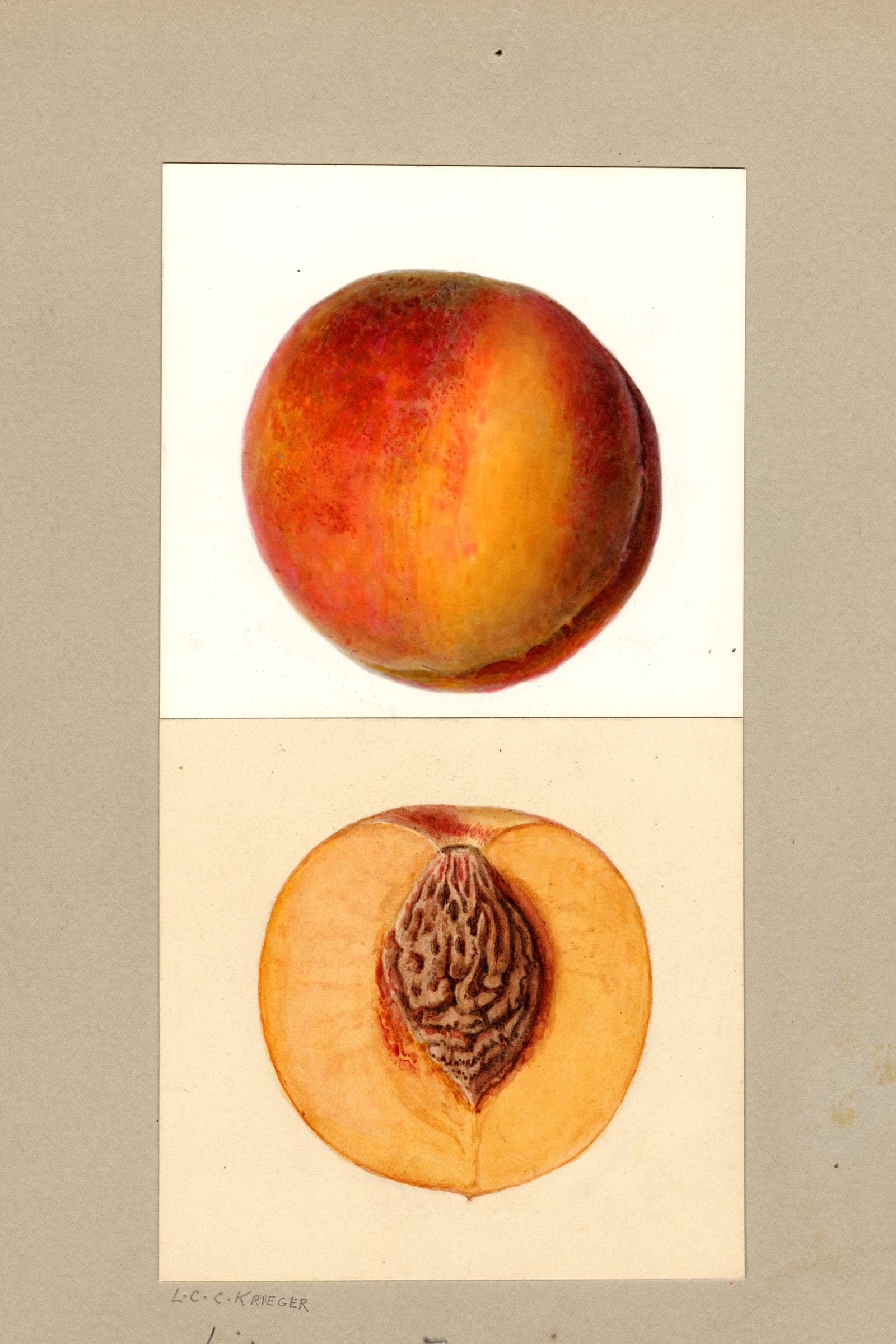 Libbee X Foster Peach