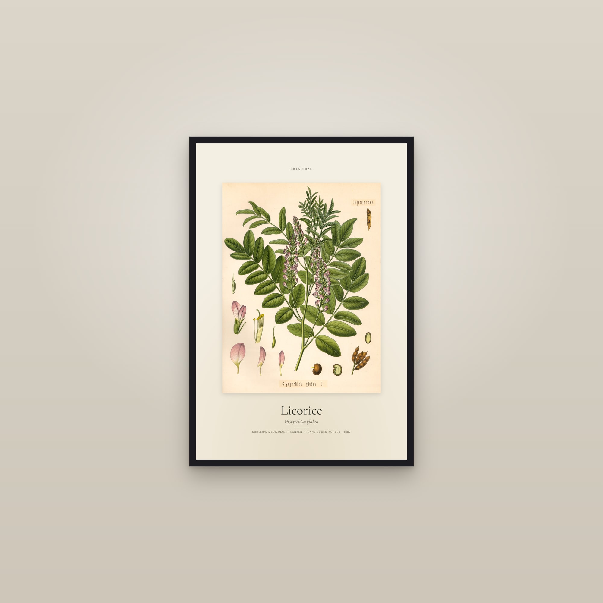Licorice — Specimen — framed in a gallery setting