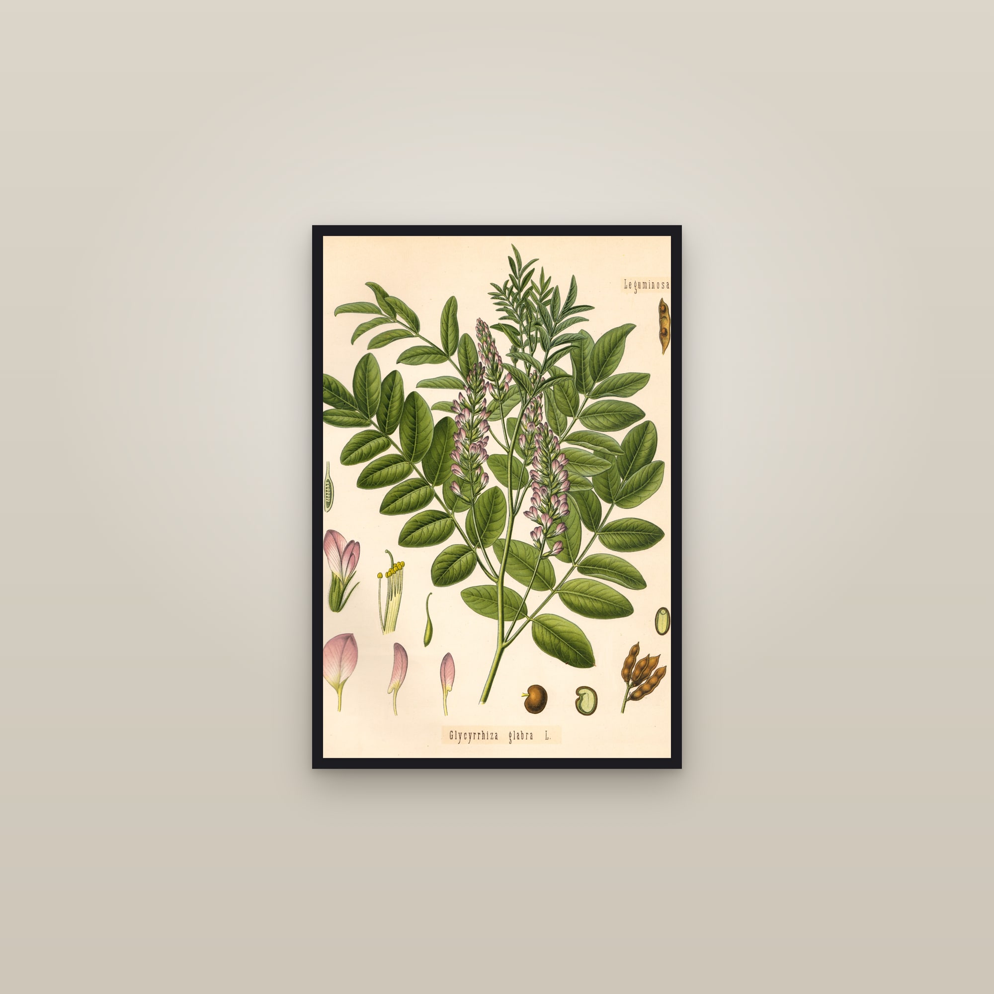 Licorice — framed in a gallery setting