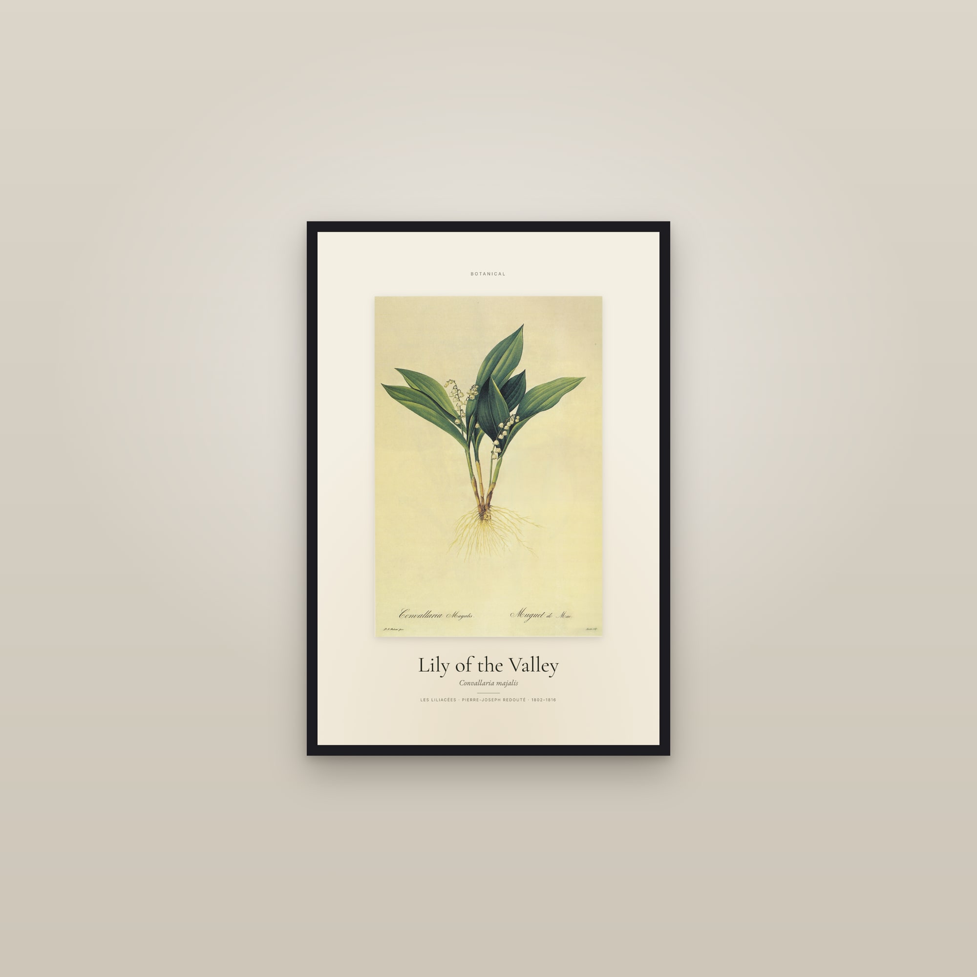 Lily of the Valley — Specimen — framed in a gallery setting