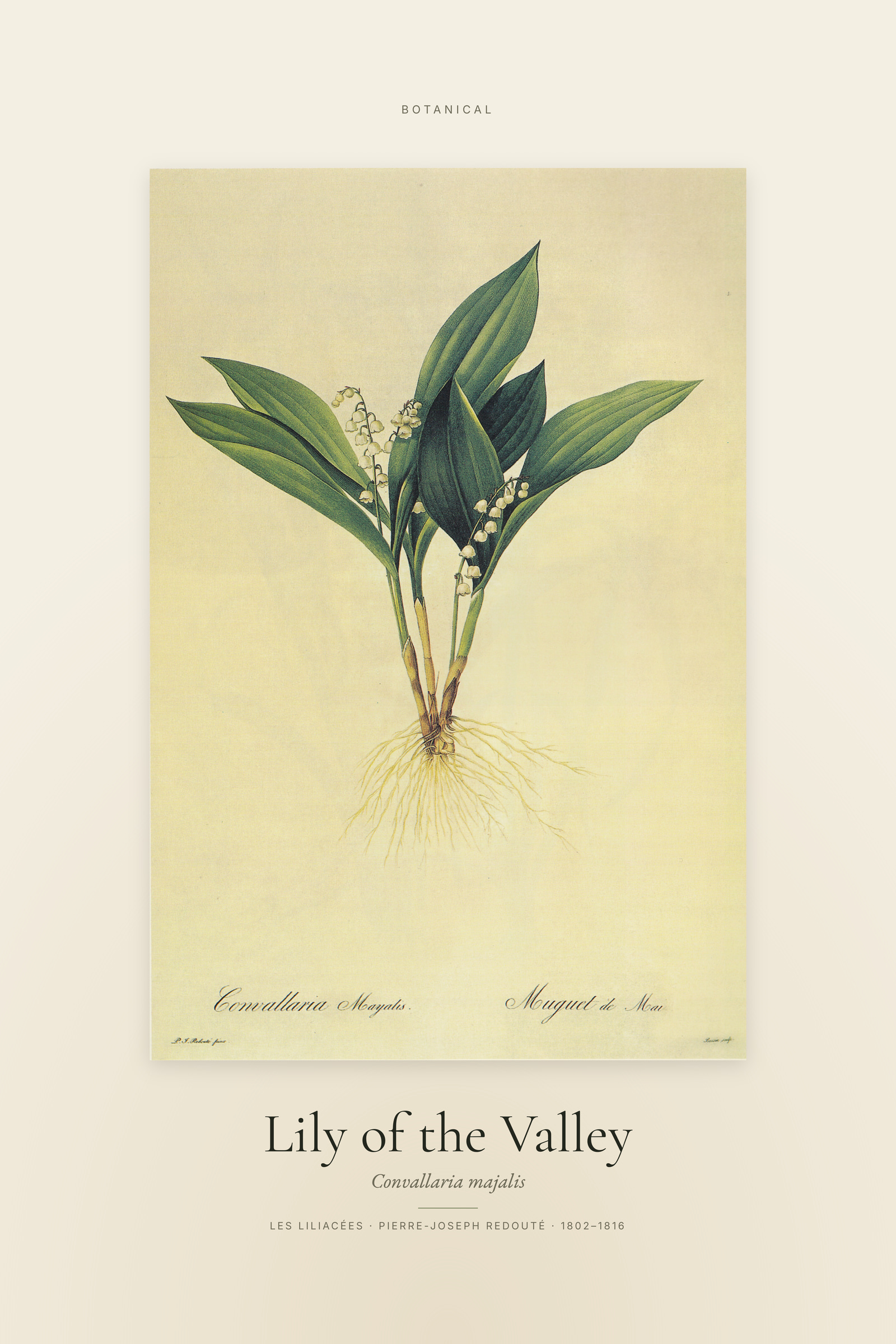 Lily of the Valley — Specimen