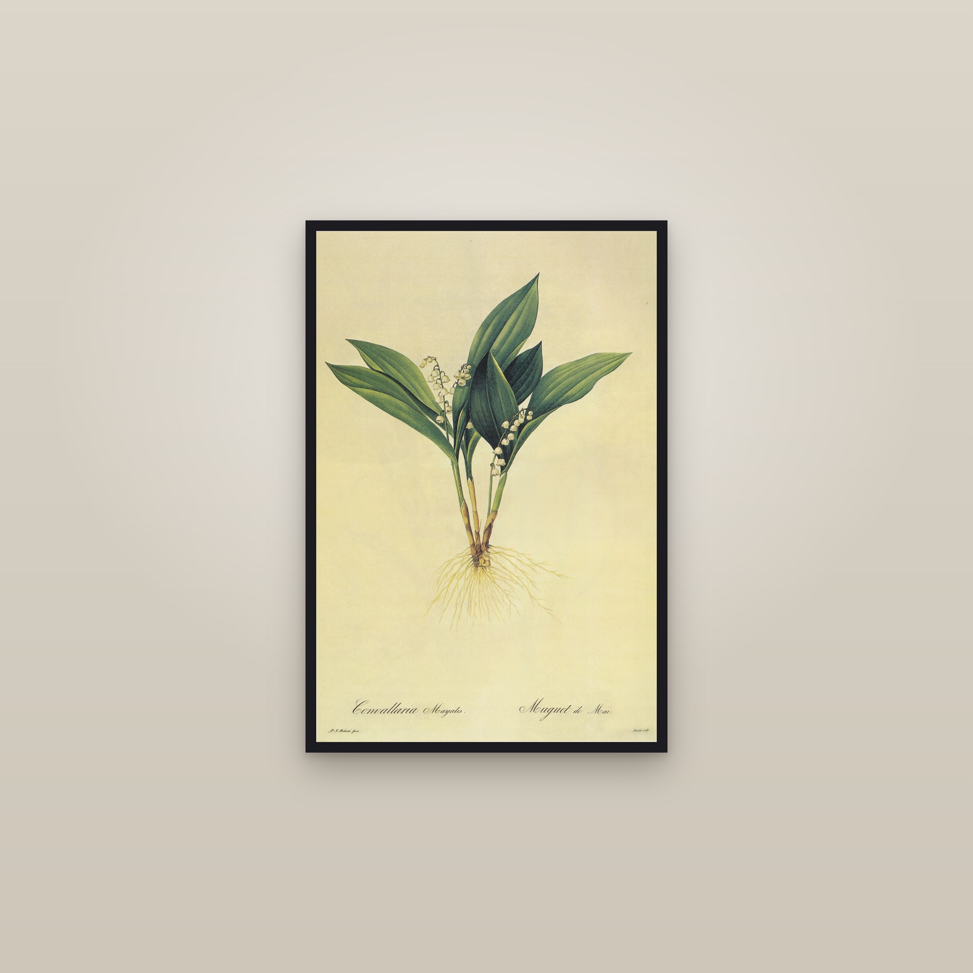 Lily of the Valley — framed in a gallery setting