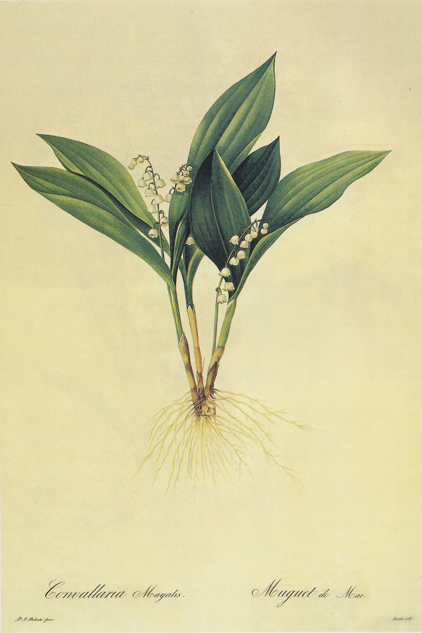 Lily of the Valley