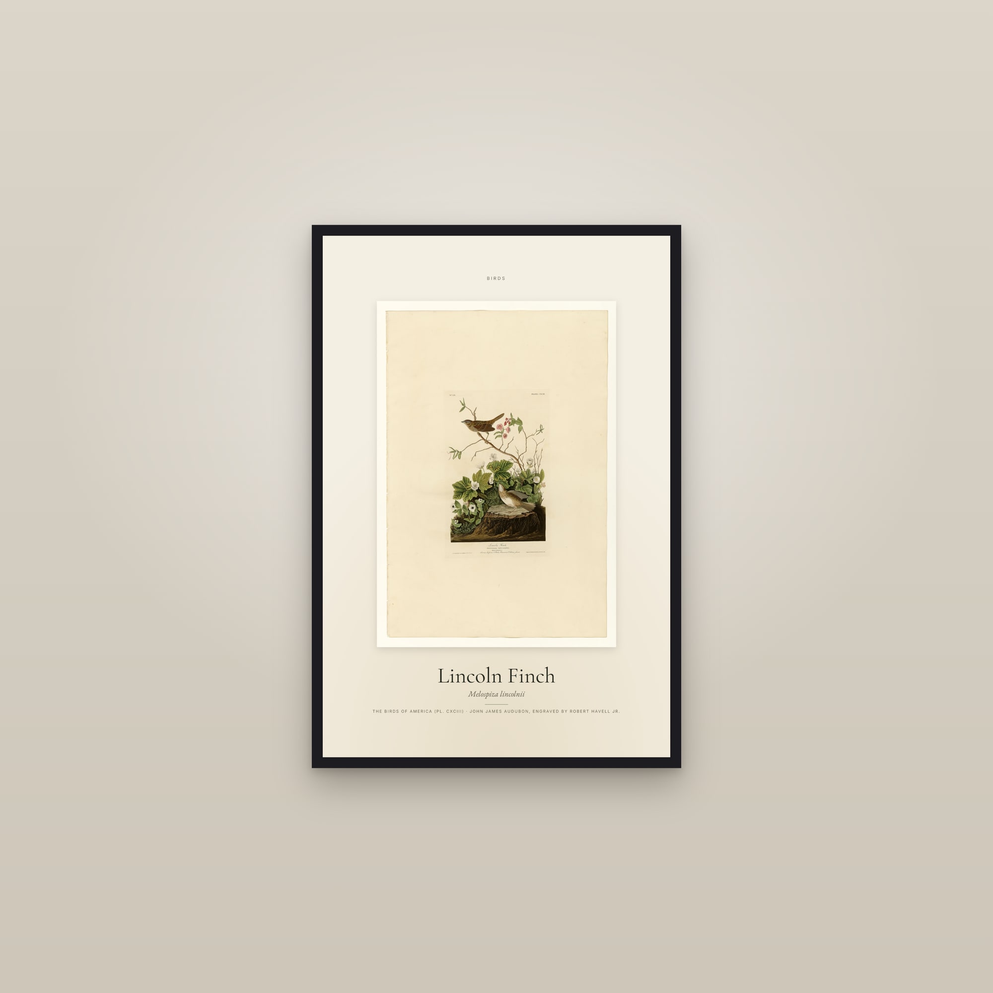 Lincoln Finch — Specimen — framed in a gallery setting