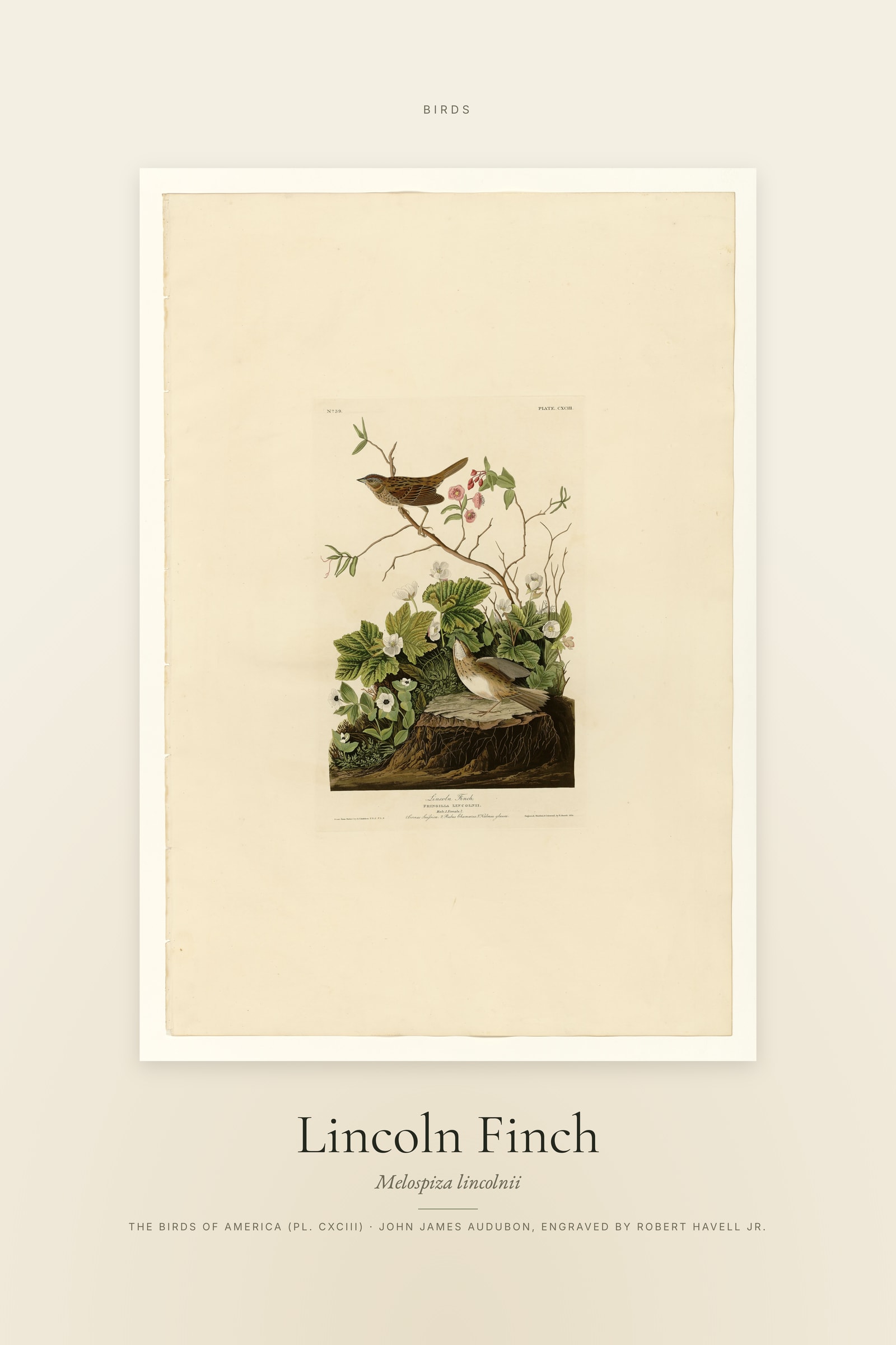 Lincoln Finch — Specimen