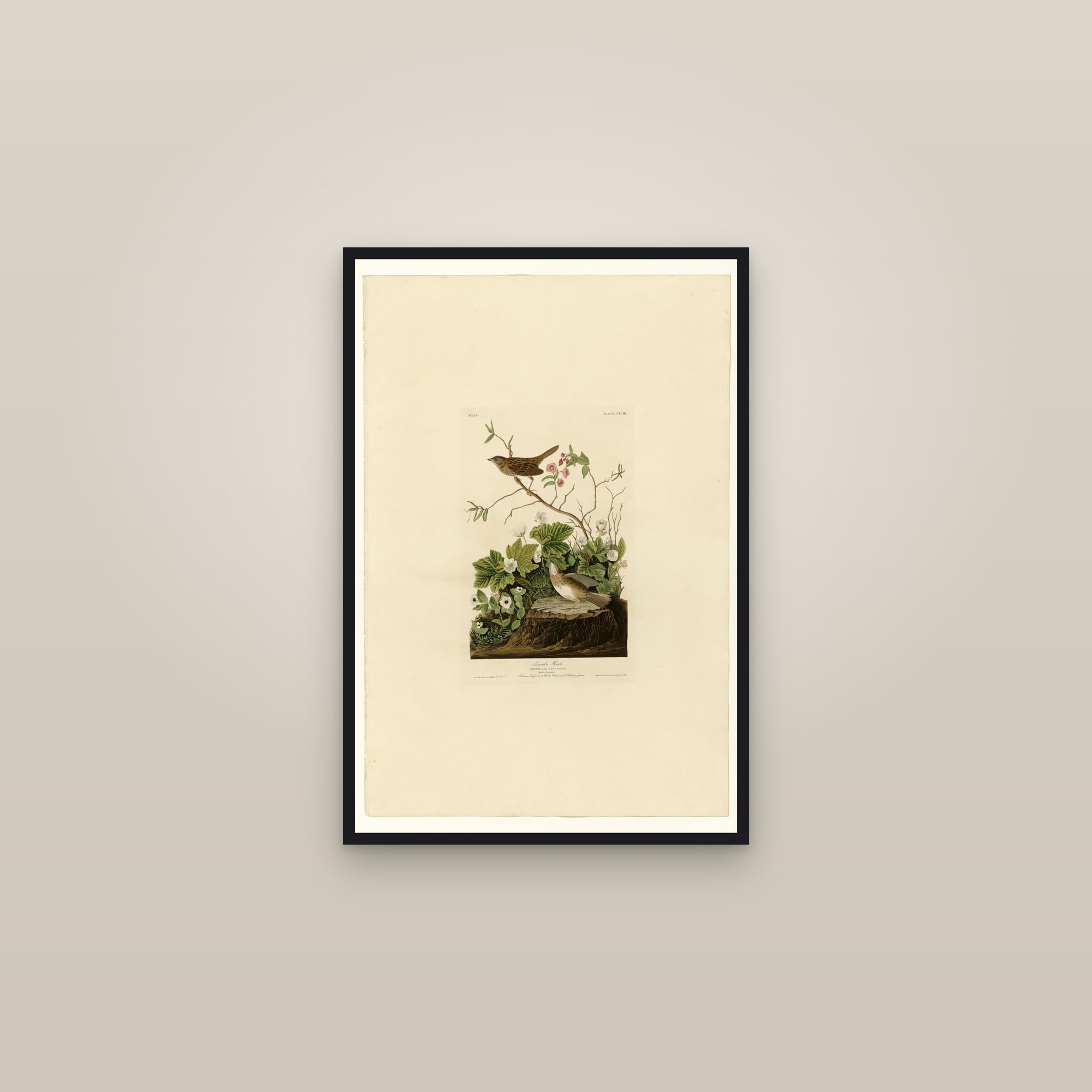 Lincoln Finch — framed in a gallery setting