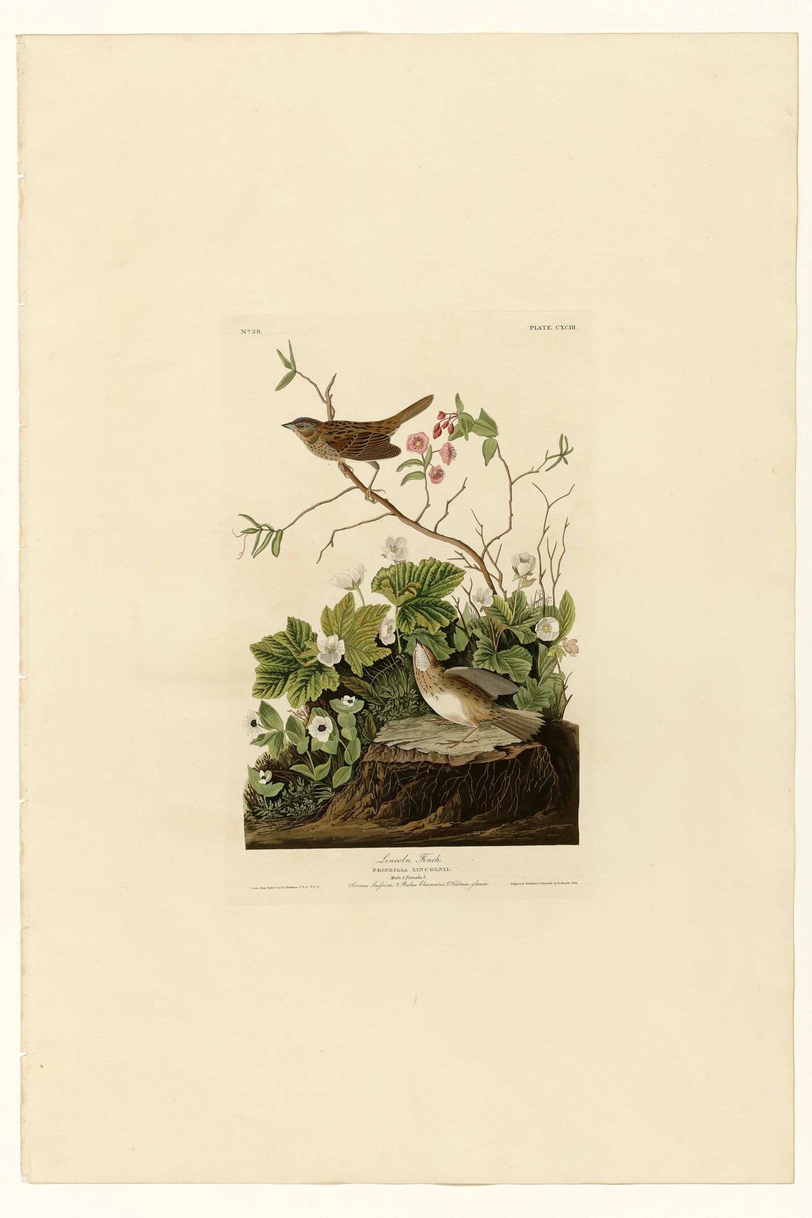 Lincoln Finch
