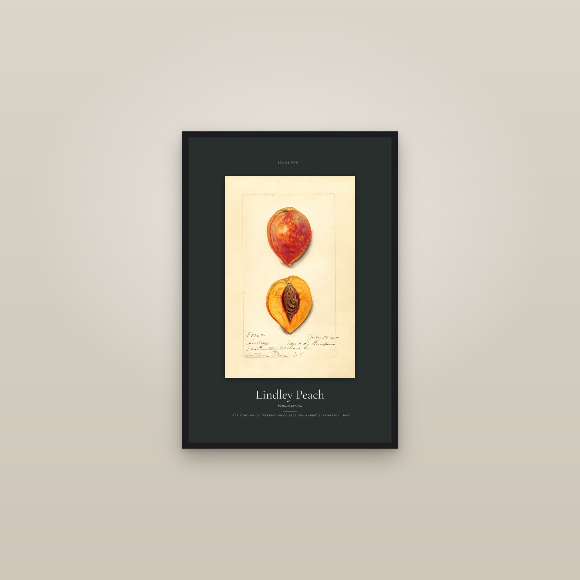 Lindley Peach — Specimen — framed in a gallery setting
