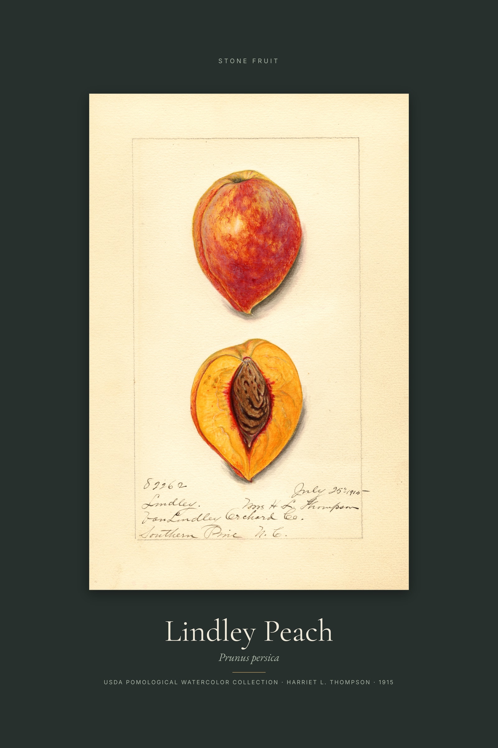 Lindley Peach — Specimen