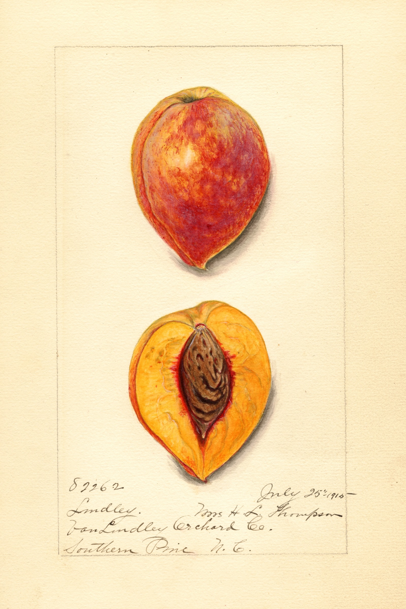 Lindley Peach