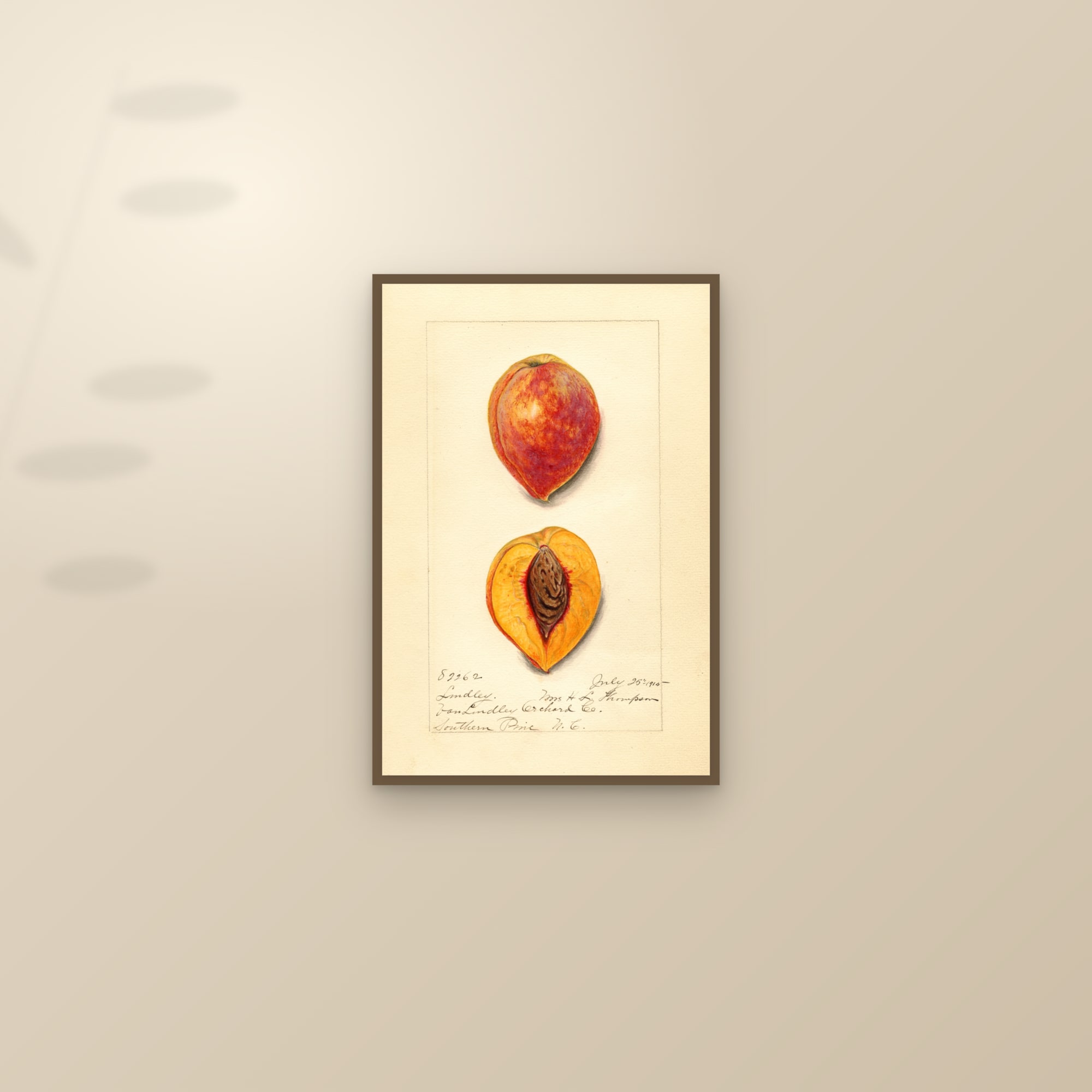 Lindley Peach — framed and styled on a sunlit wall