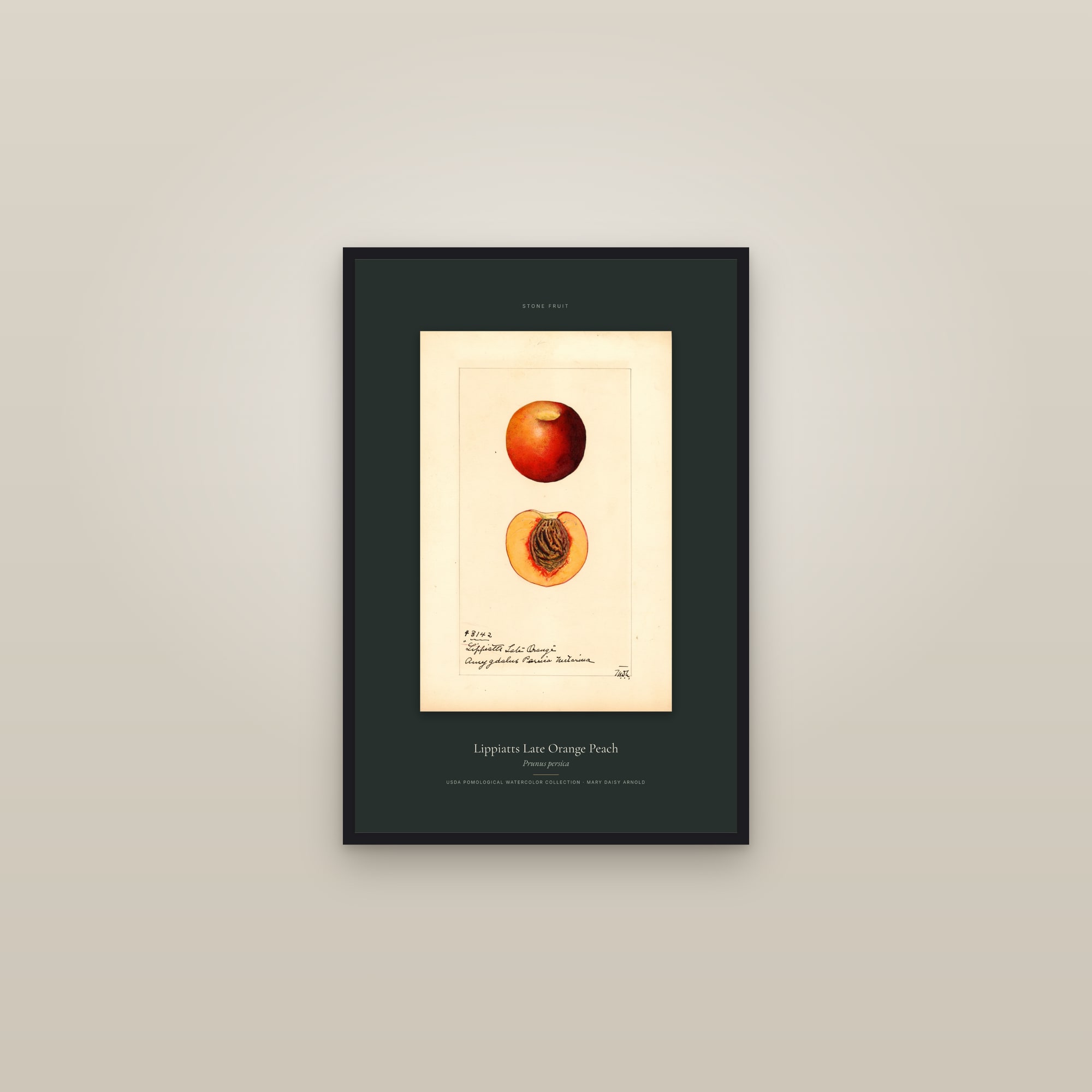 Lippiatts Late Orange Peach — Specimen — framed in a gallery setting