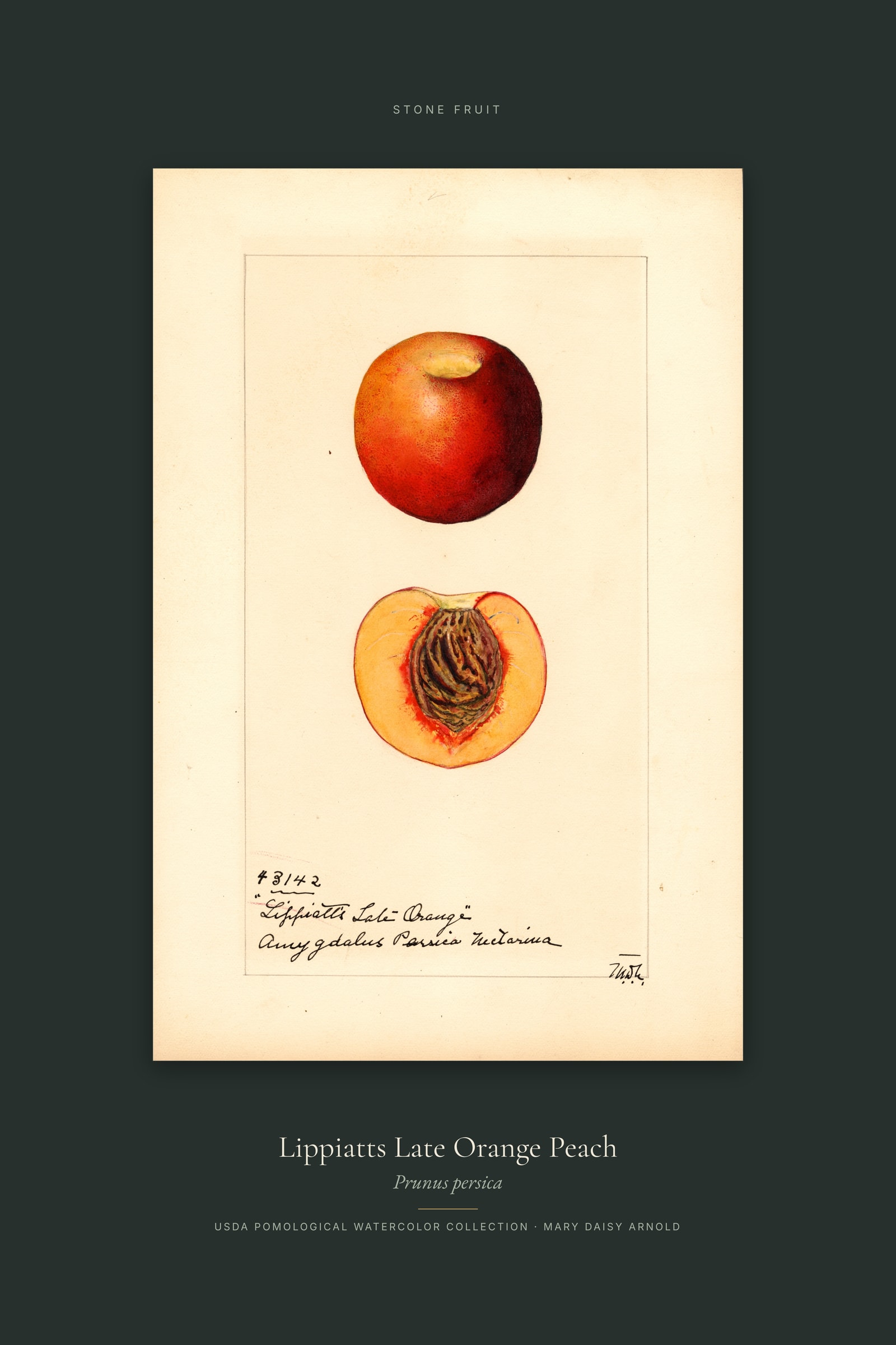 Lippiatts Late Orange Peach — Specimen