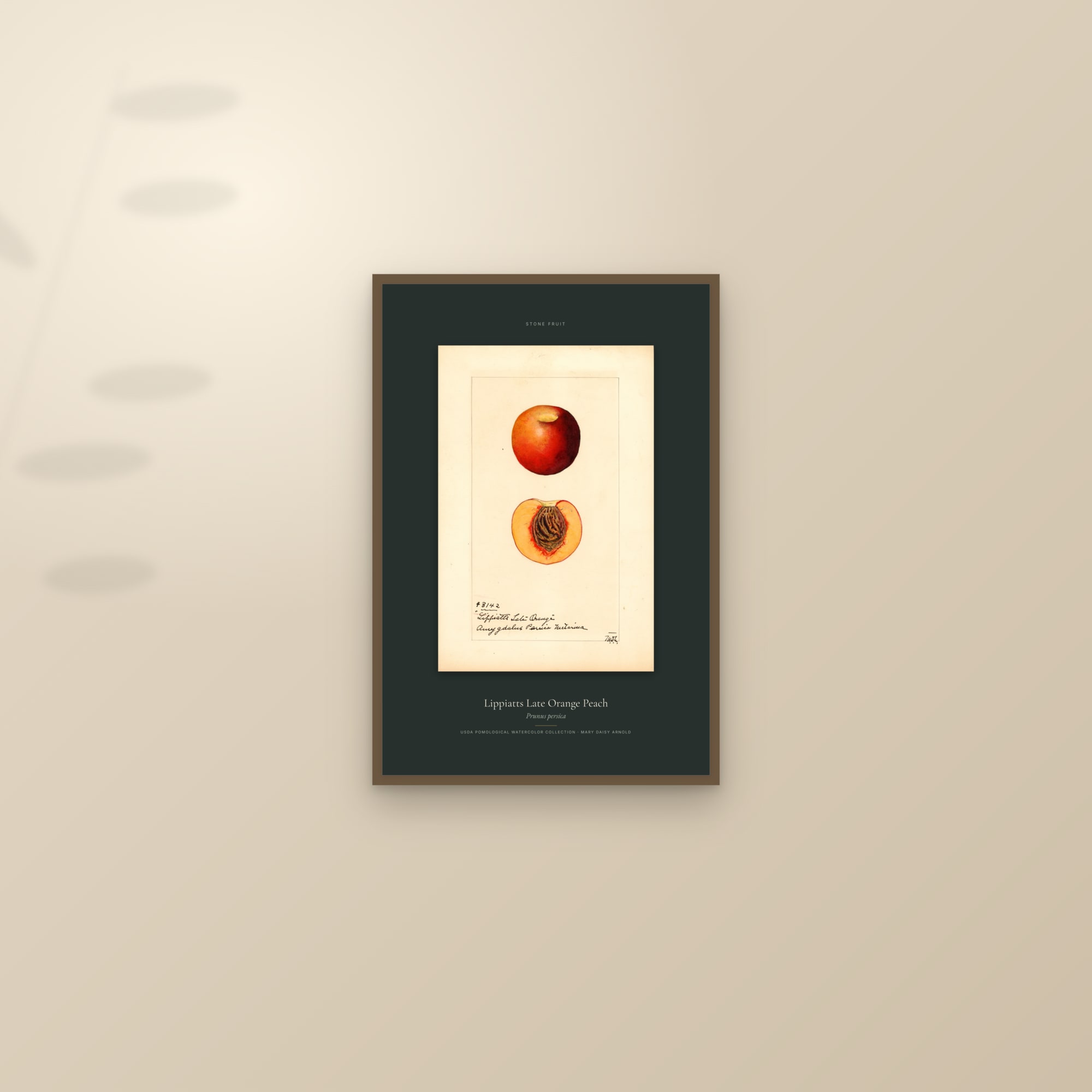 Lippiatts Late Orange Peach — Specimen — framed and styled on a sunlit wall