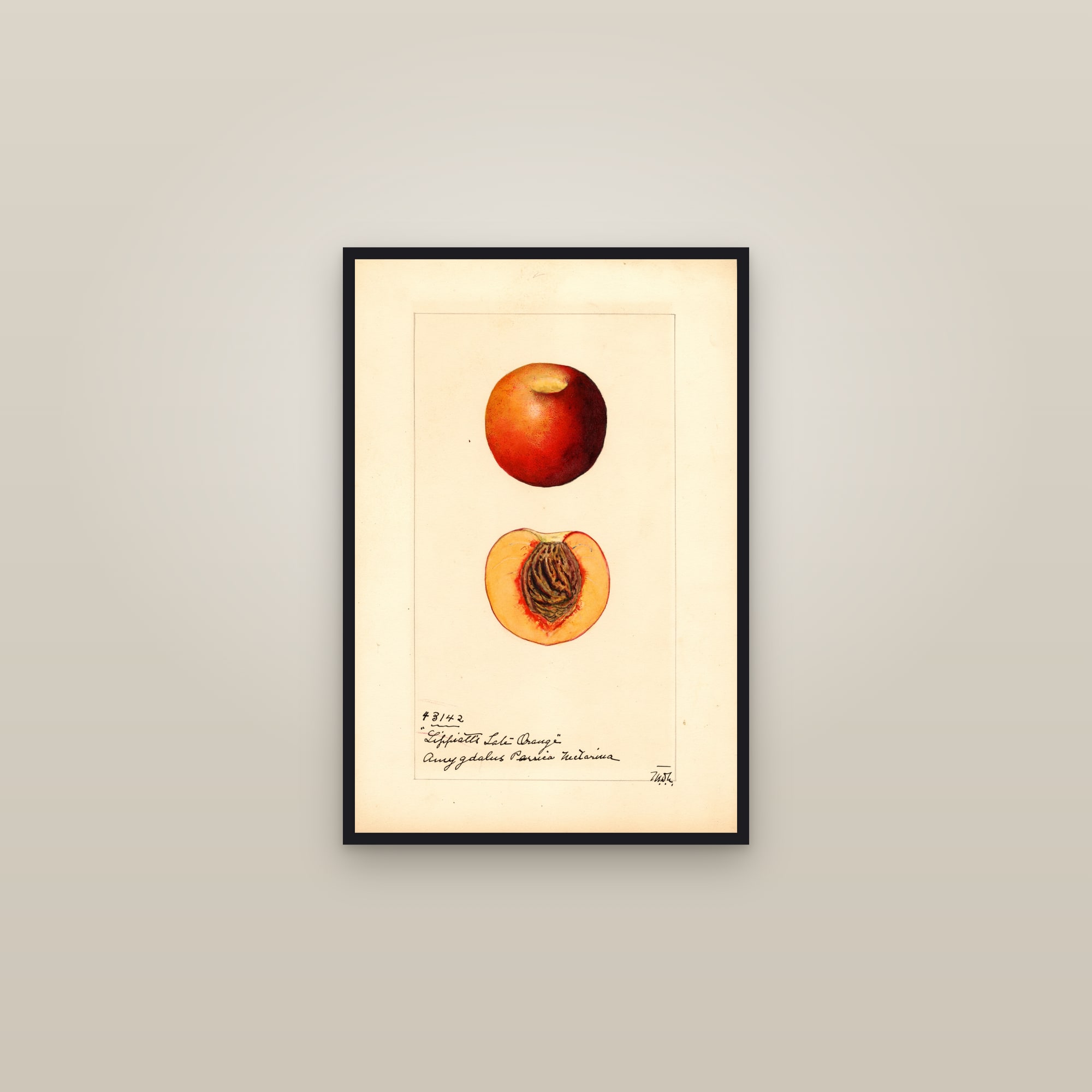 Lippiatts Late Orange Peach — framed in a gallery setting