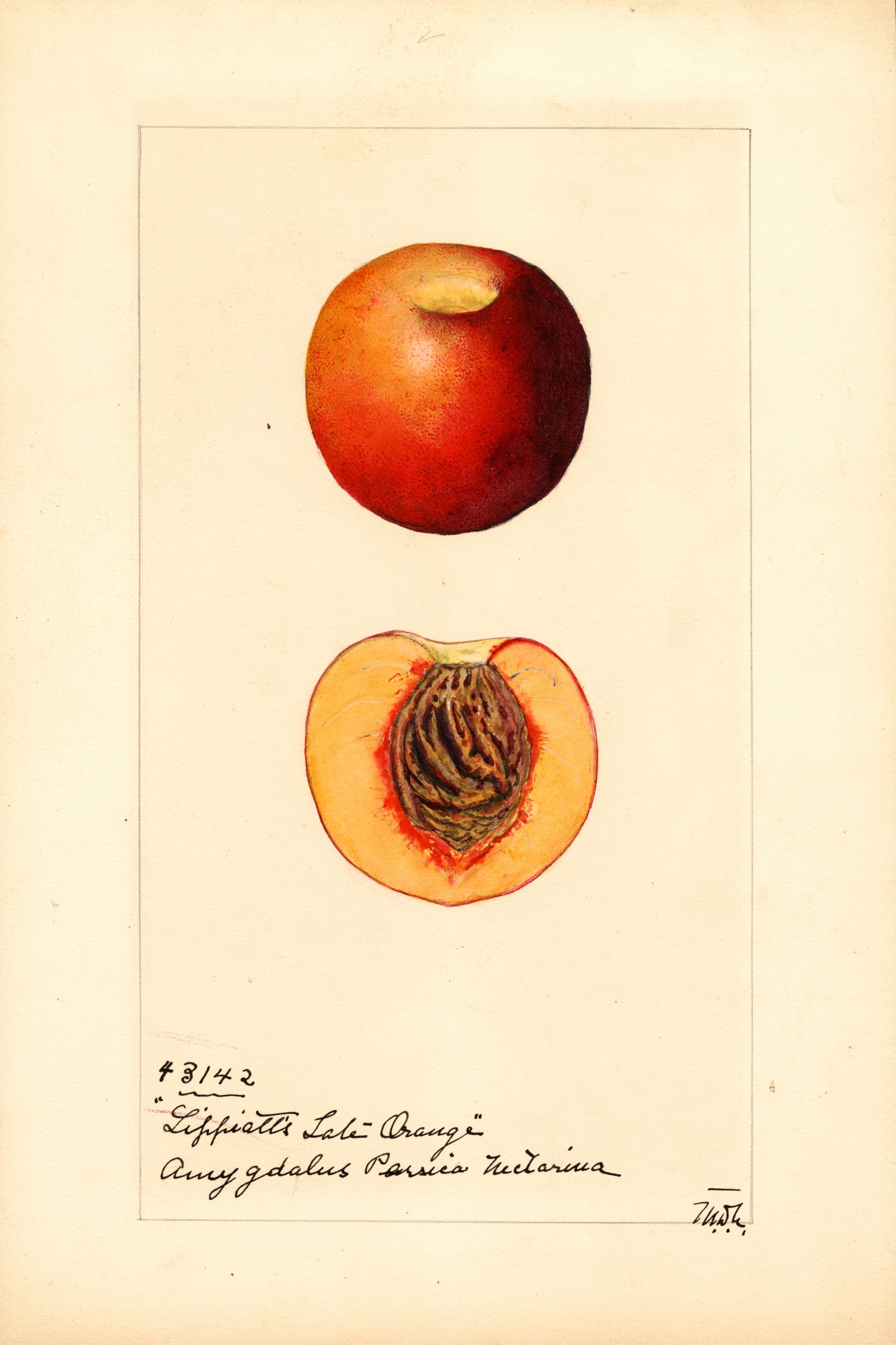 Lippiatts Late Orange Peach