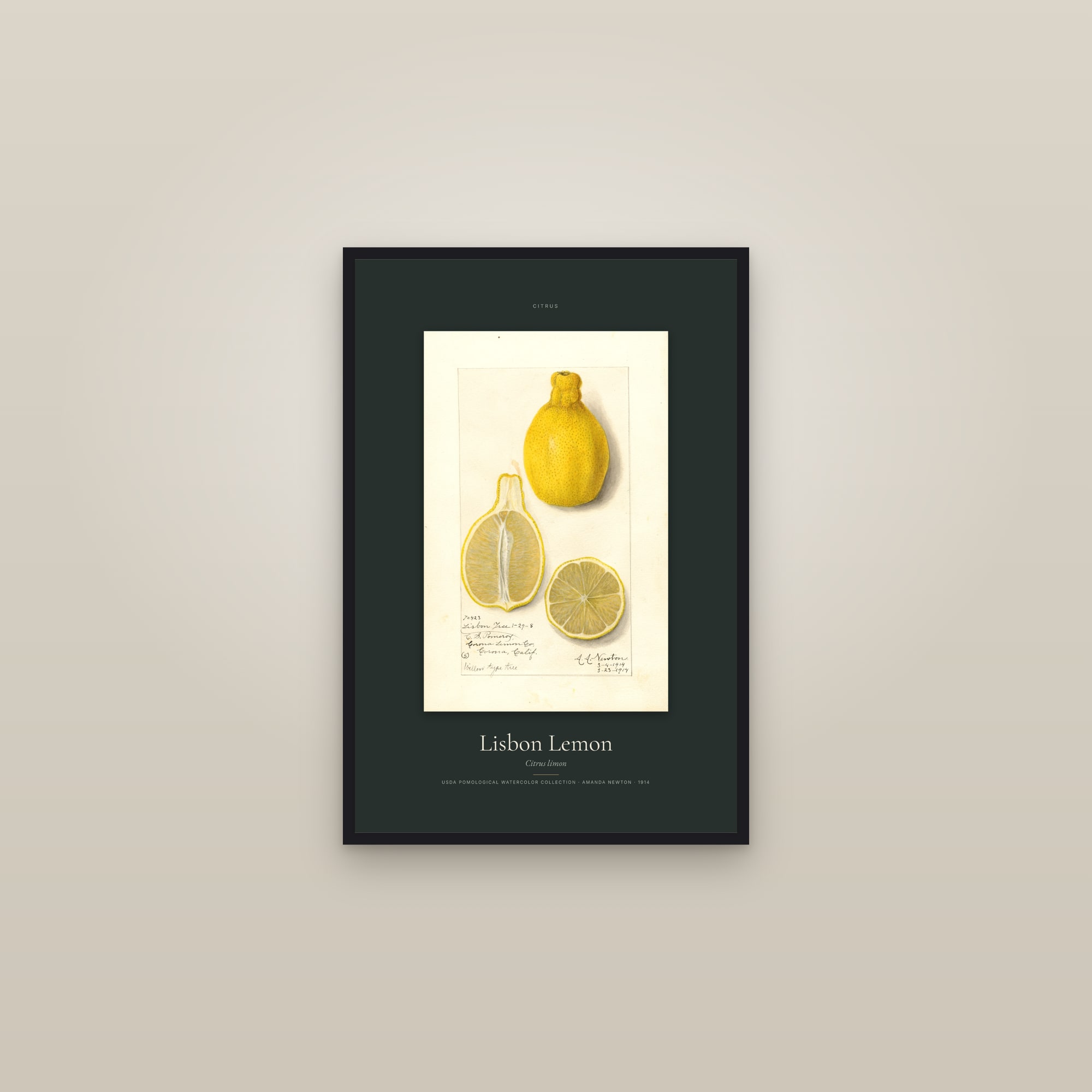 Lisbon Lemon — Specimen — framed in a gallery setting