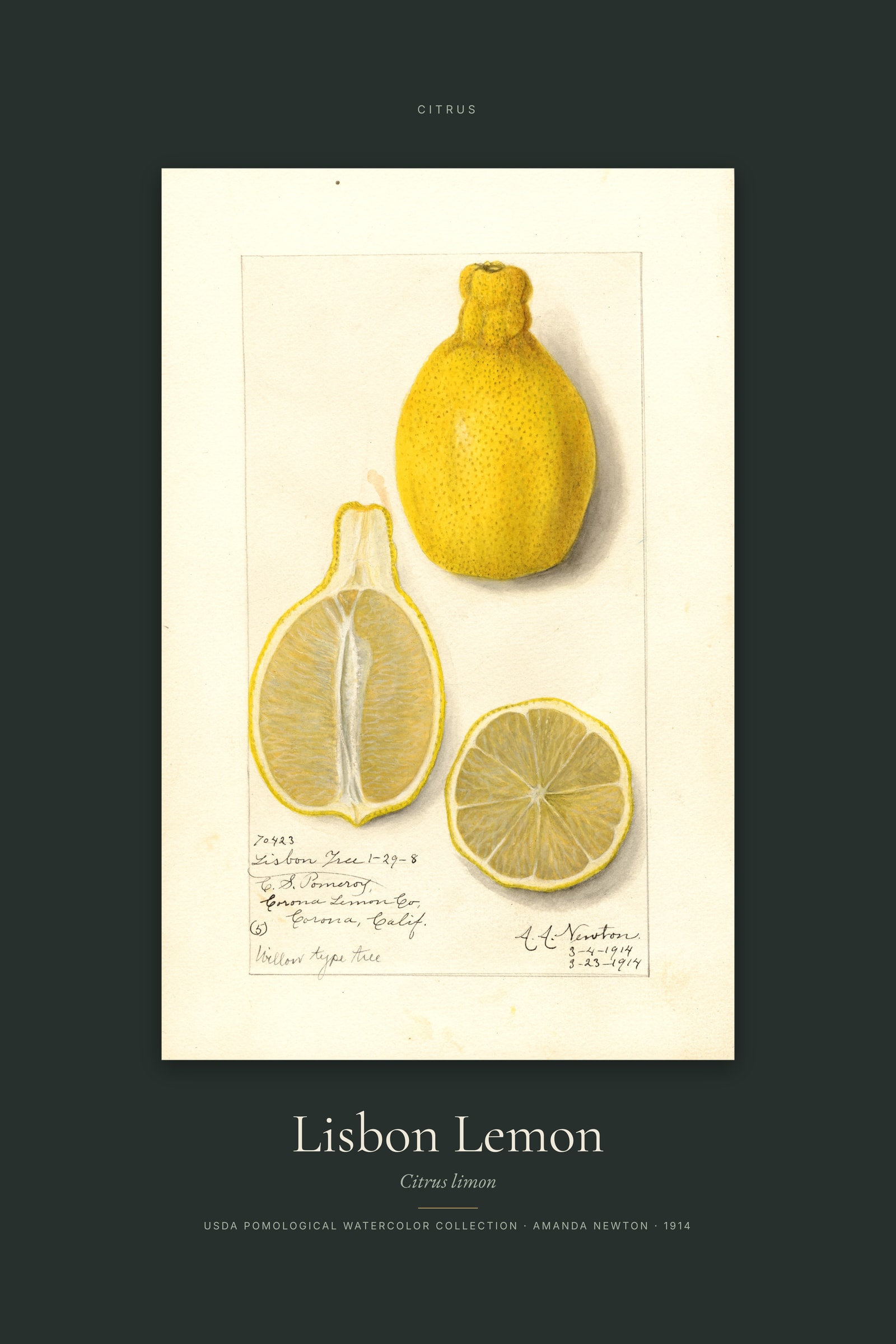 Lisbon Lemon — Specimen