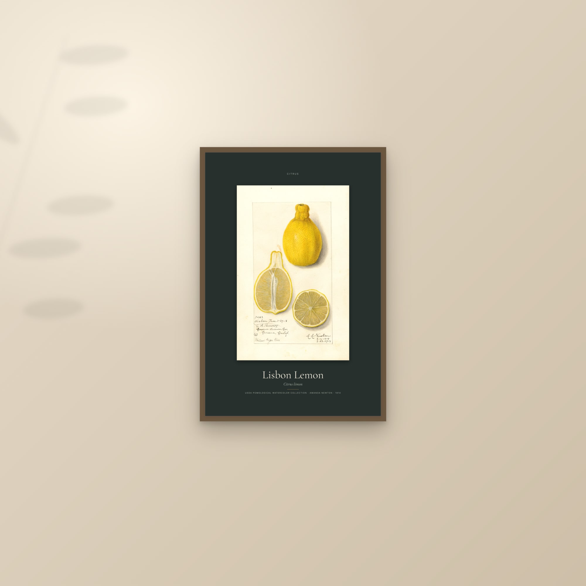 Lisbon Lemon — Specimen — framed and styled on a sunlit wall