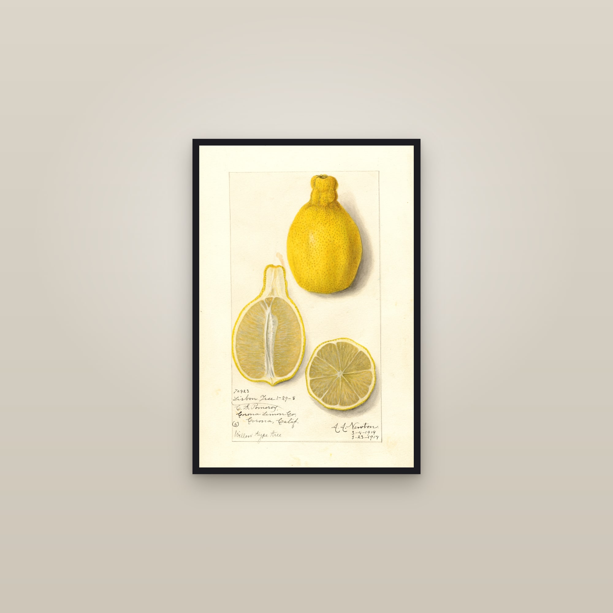 Lisbon Lemon — framed in a gallery setting