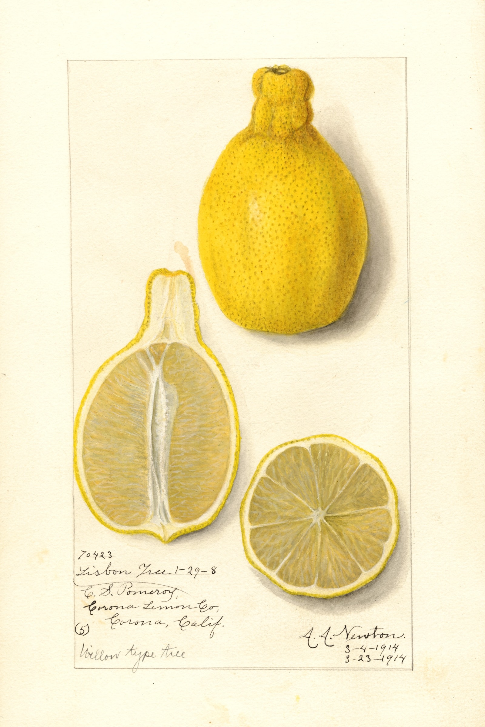 Lisbon Lemon