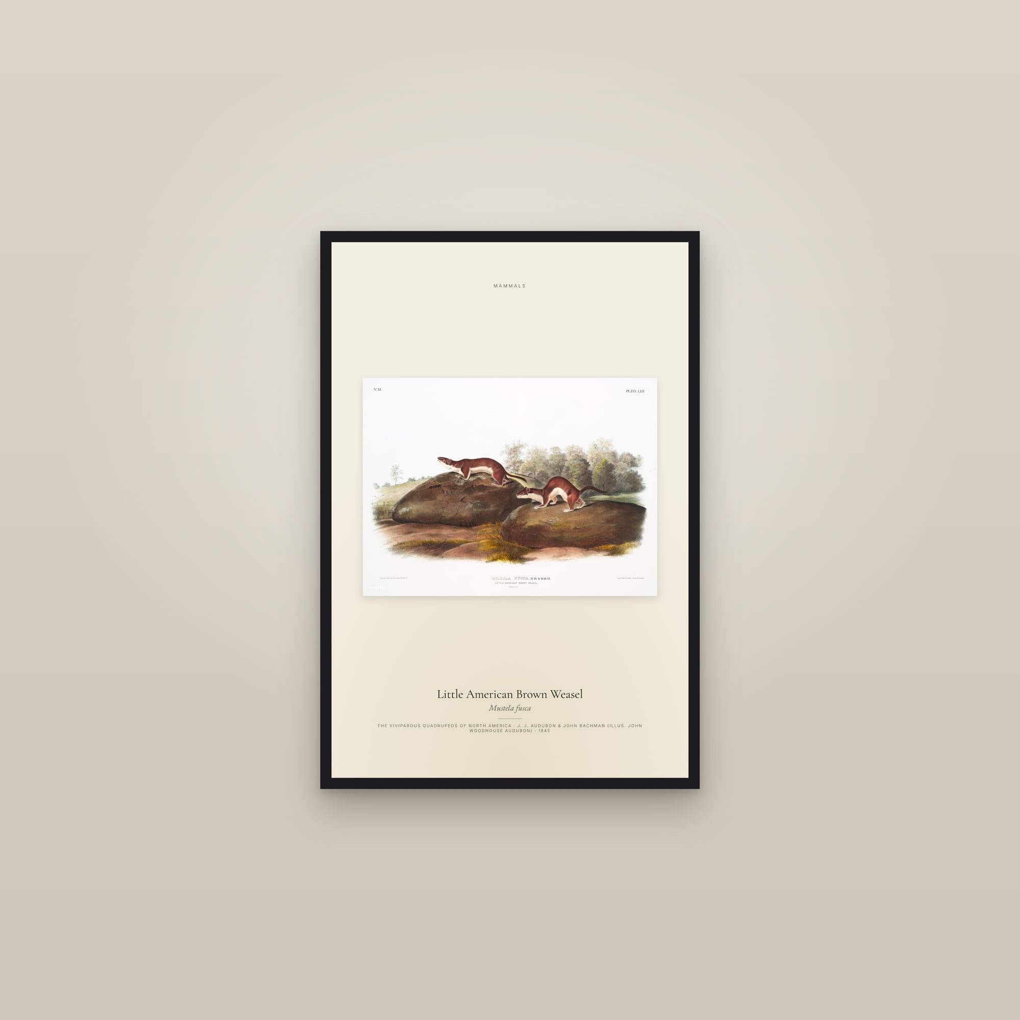 Little American Brown Weasel — framed in a gallery setting