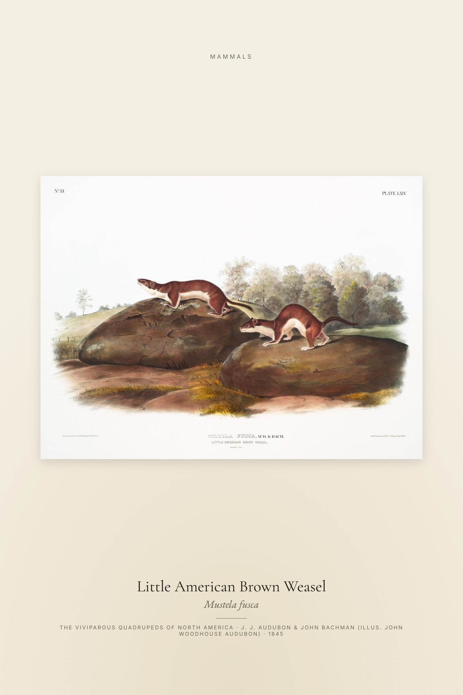 Little American Brown Weasel
