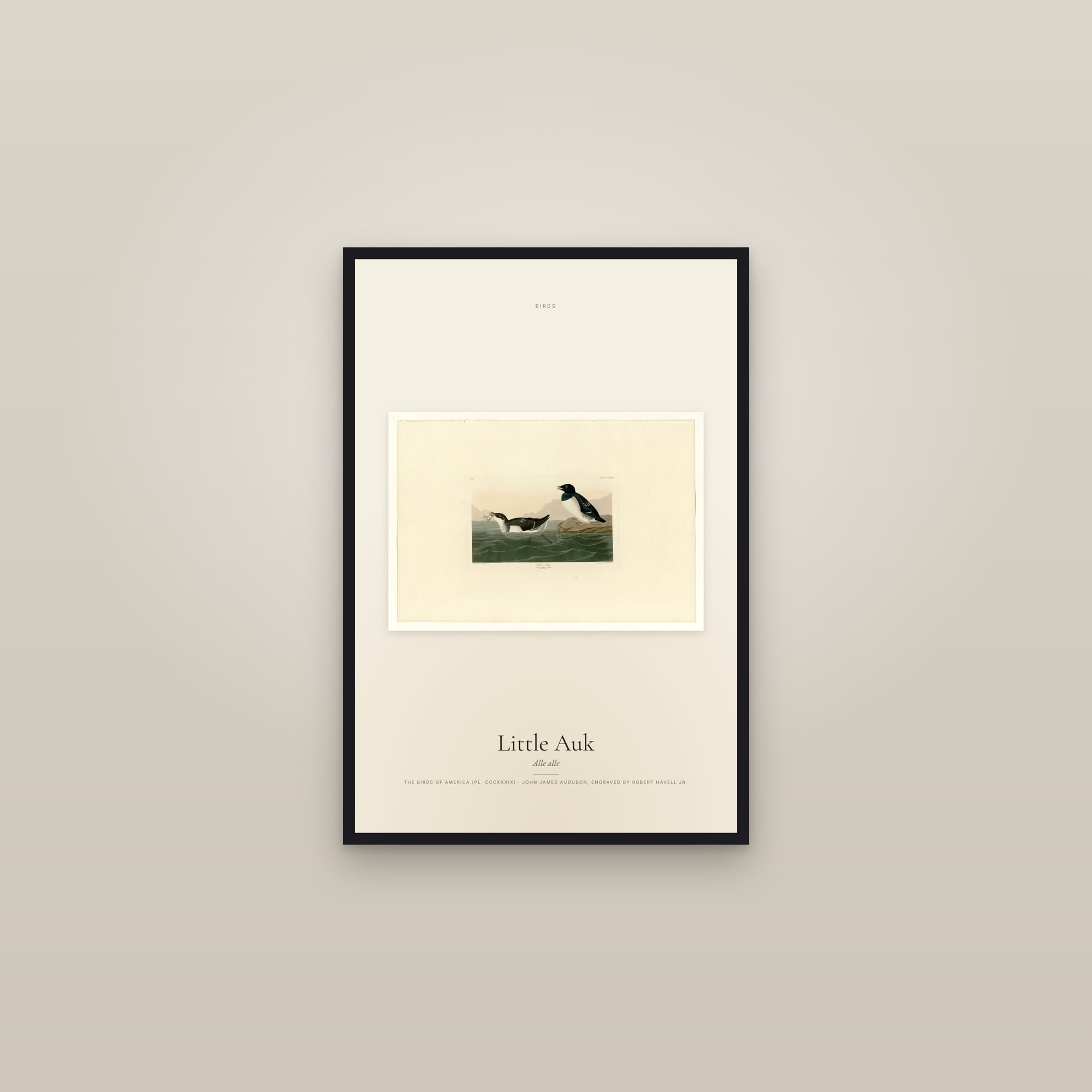Little Auk — framed in a gallery setting