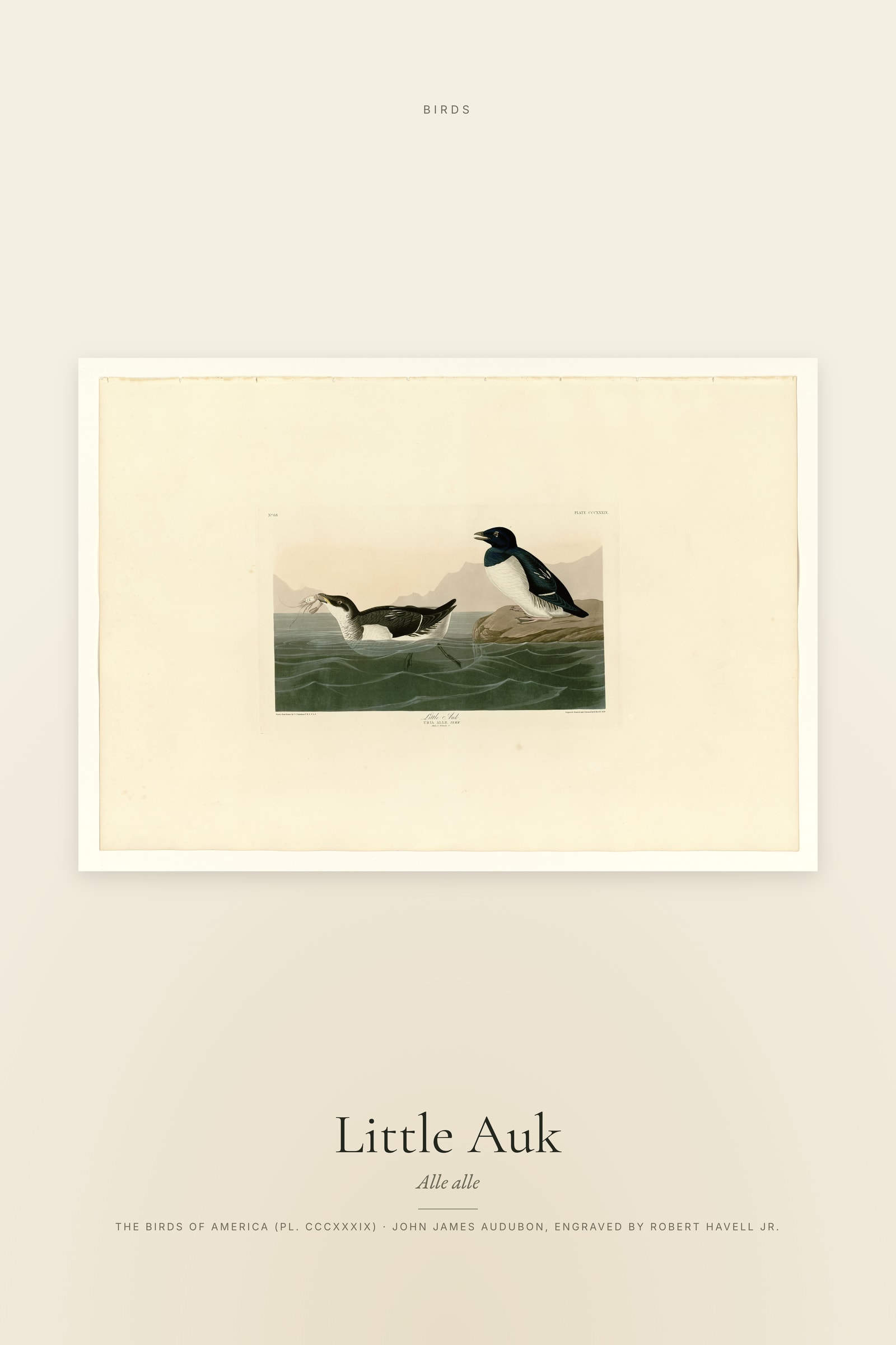 Little Auk