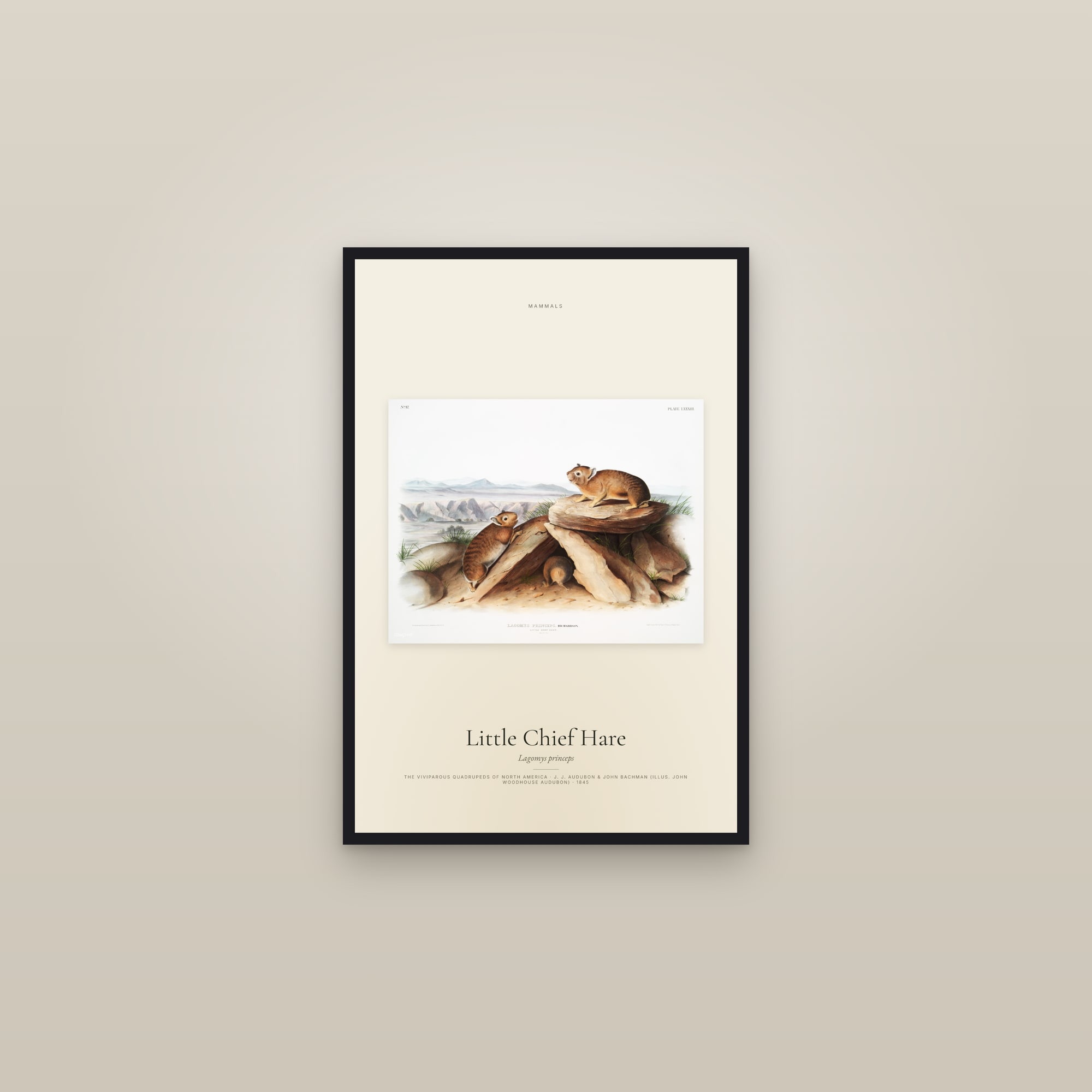 Little Chief Hare — framed in a gallery setting