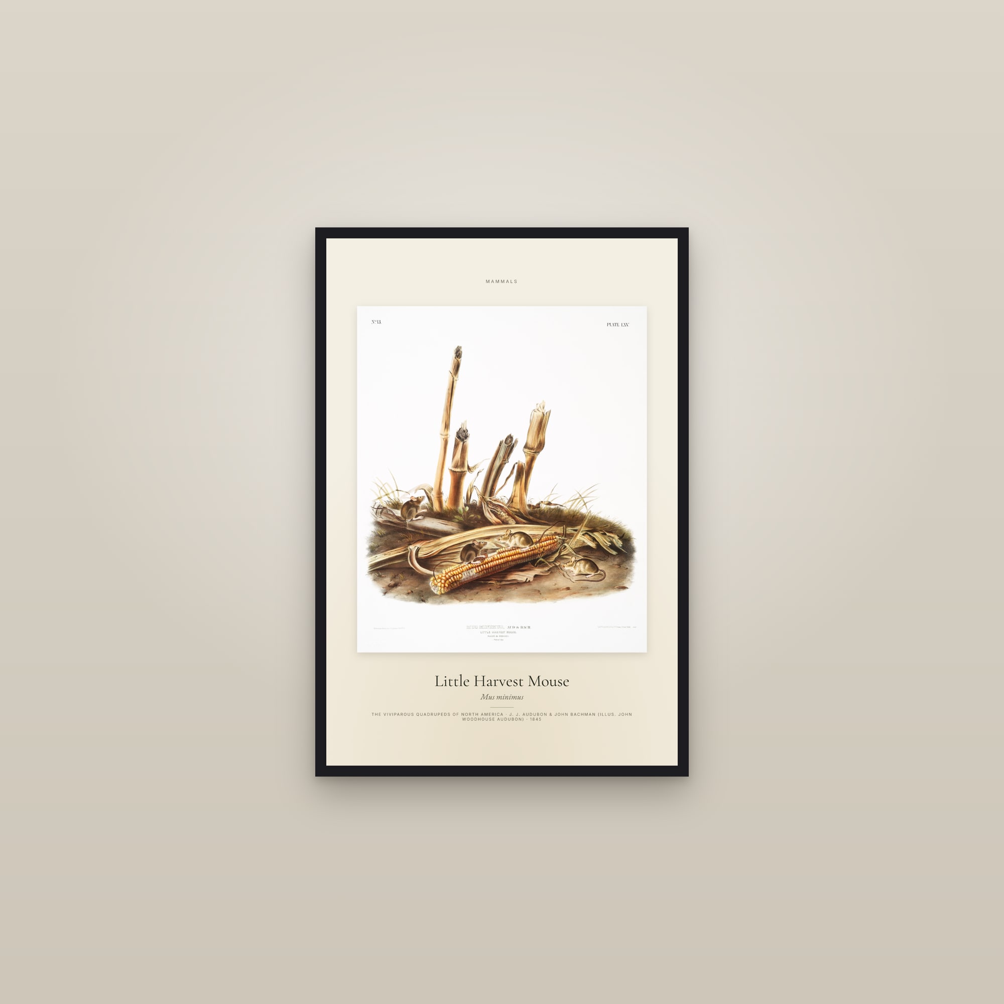 Little Harvest Mouse — Specimen — framed in a gallery setting