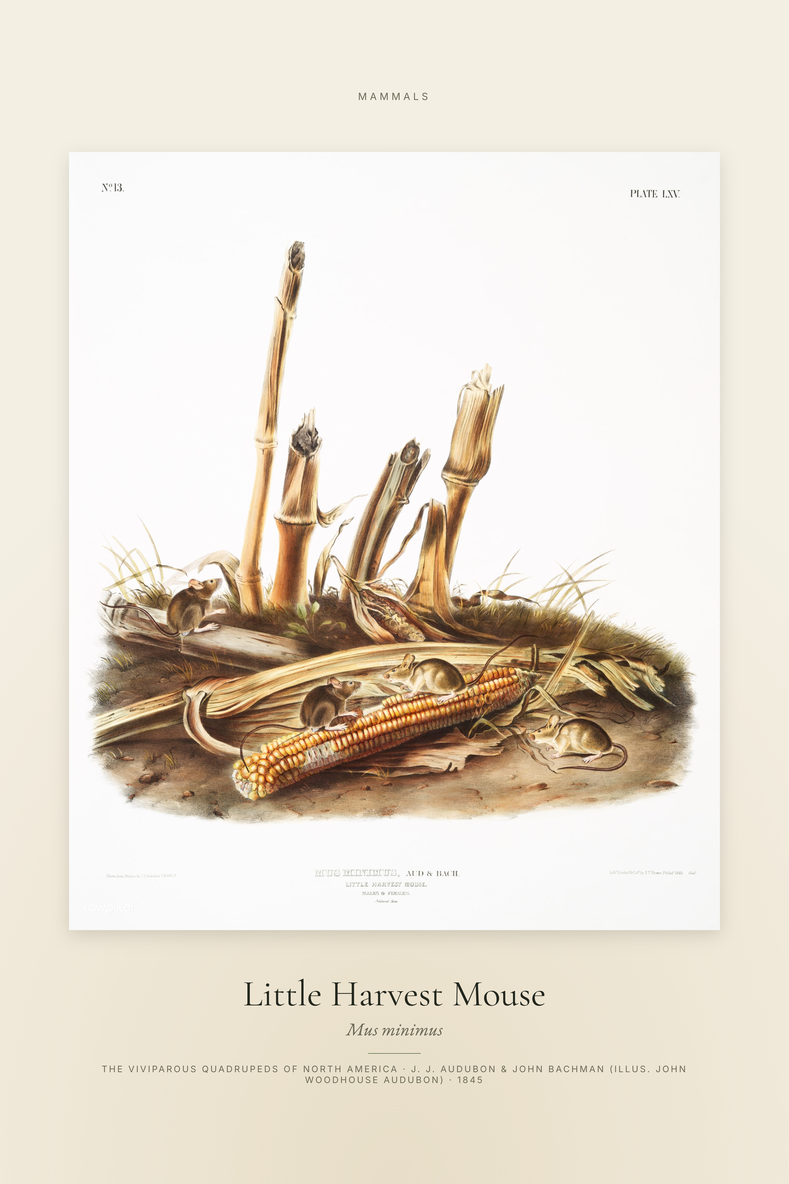 Little Harvest Mouse — Specimen