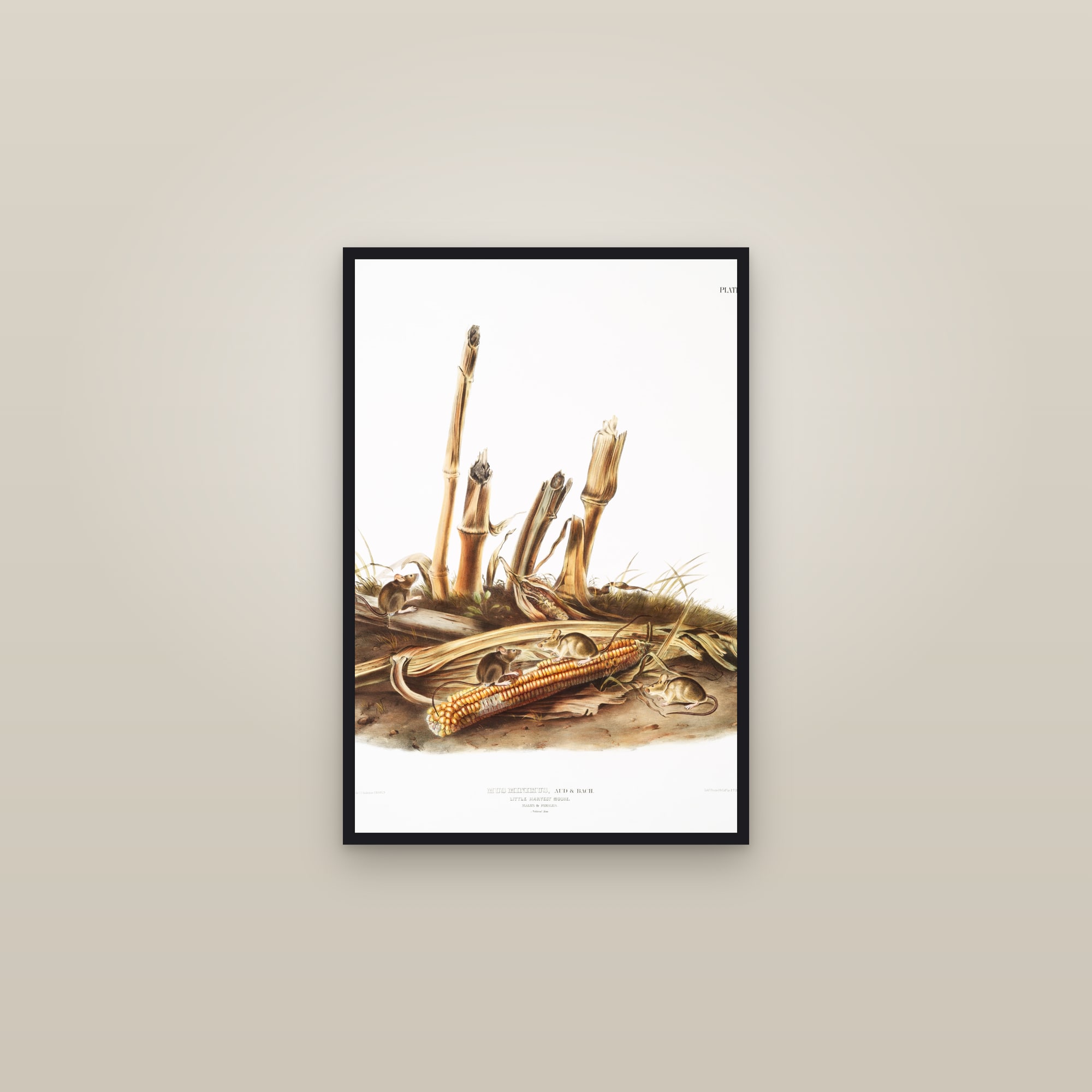 Little Harvest Mouse — framed in a gallery setting