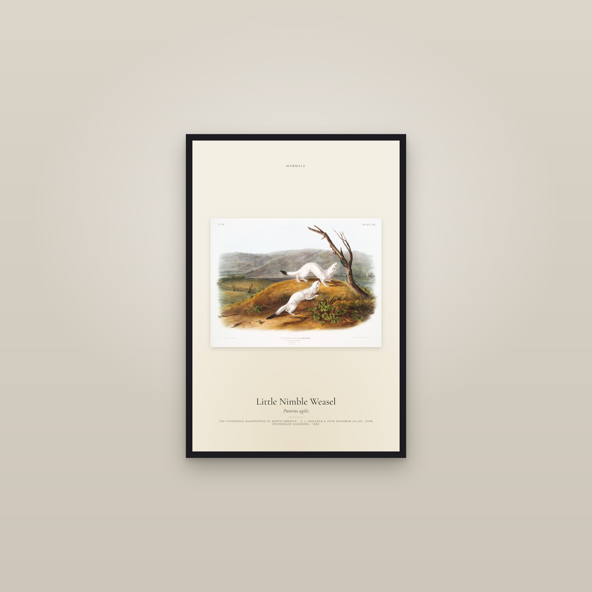 Little Nimble Weasel — framed in a gallery setting