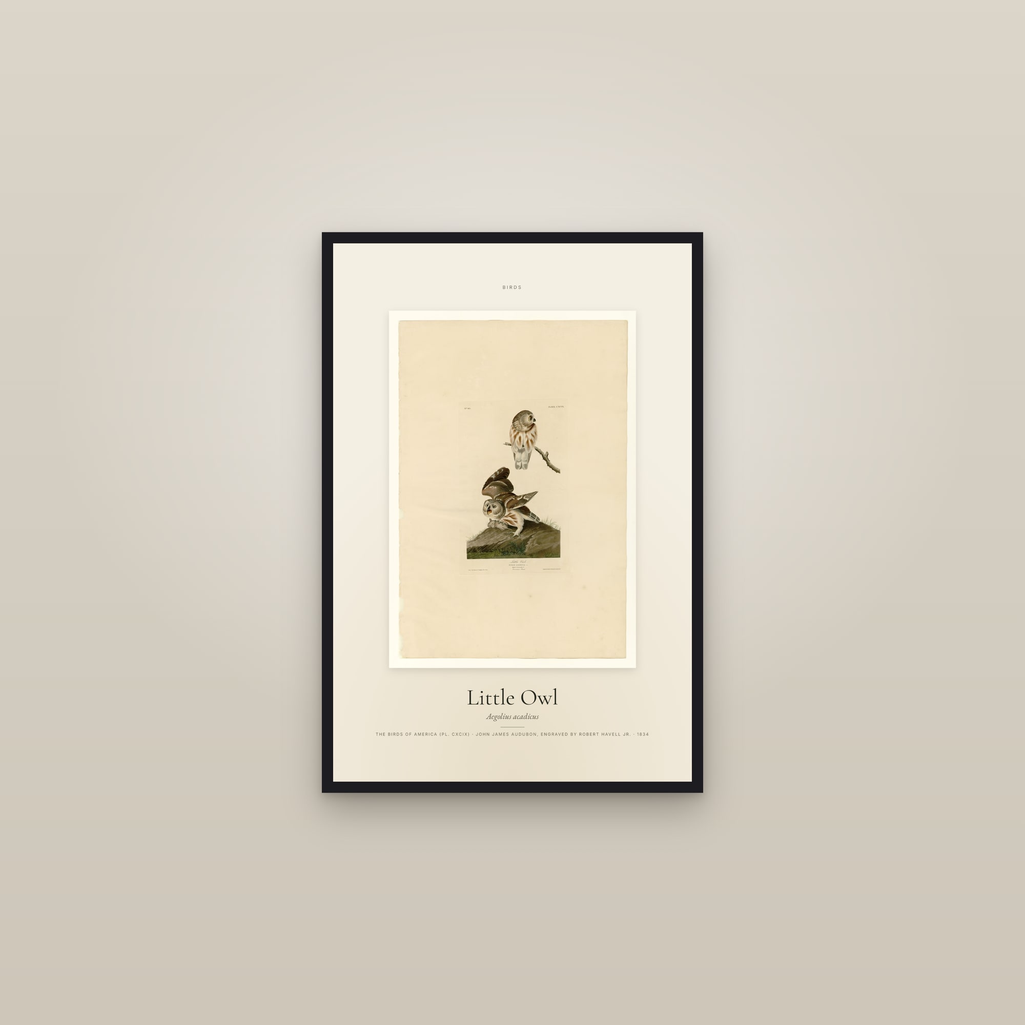 Little Owl (Audubon) — Specimen — framed in a gallery setting