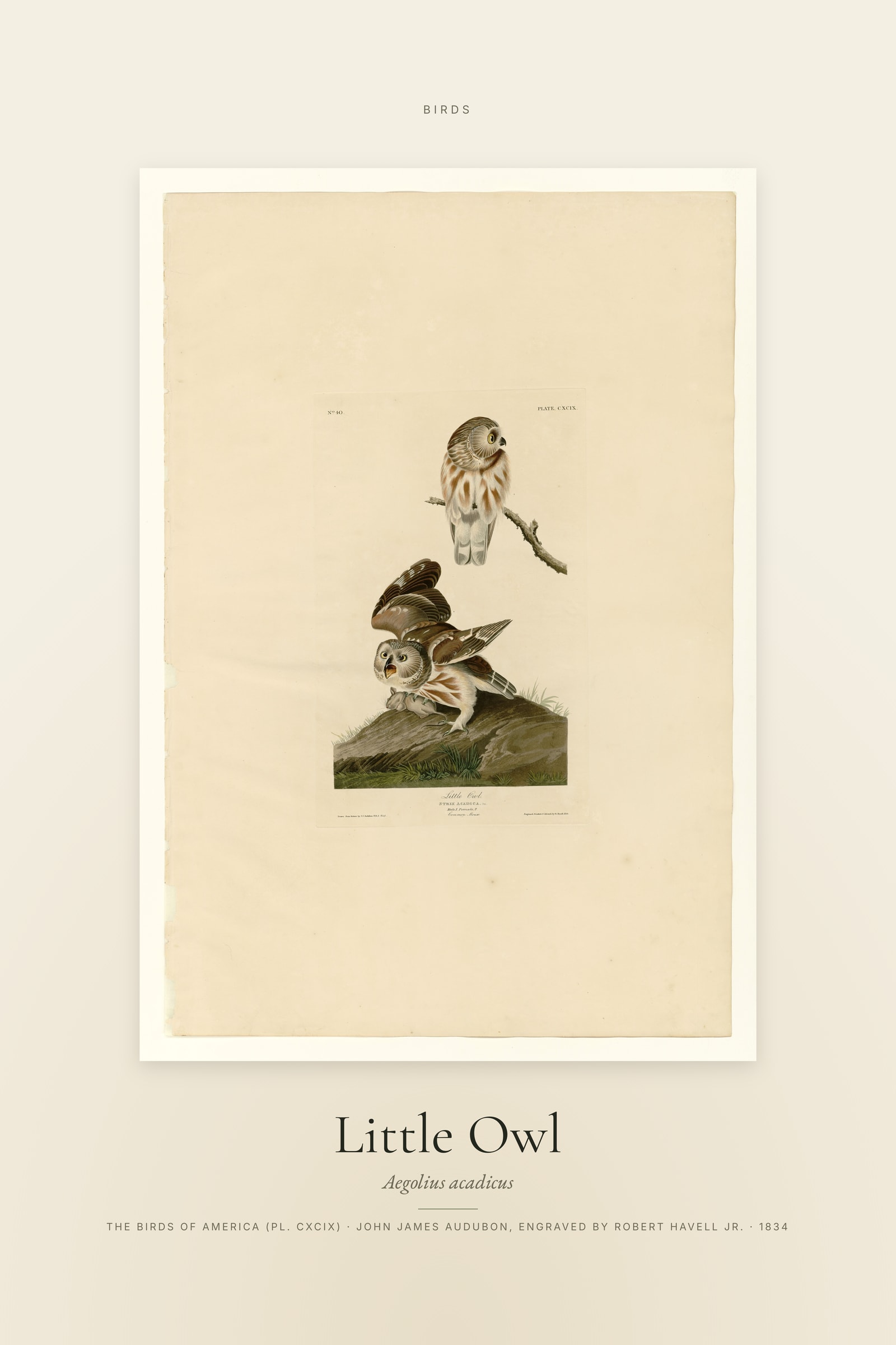 Little Owl (Audubon) — Specimen