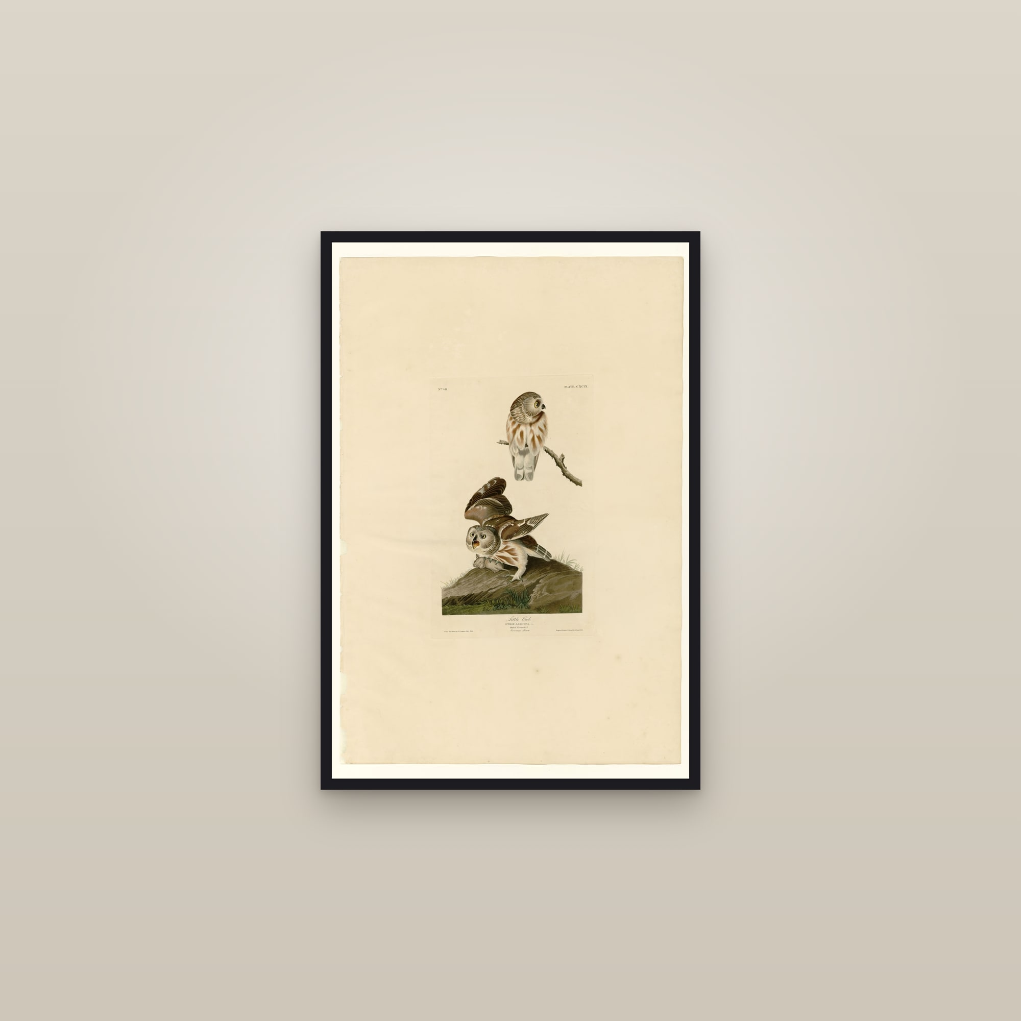Little Owl (Audubon) — framed in a gallery setting