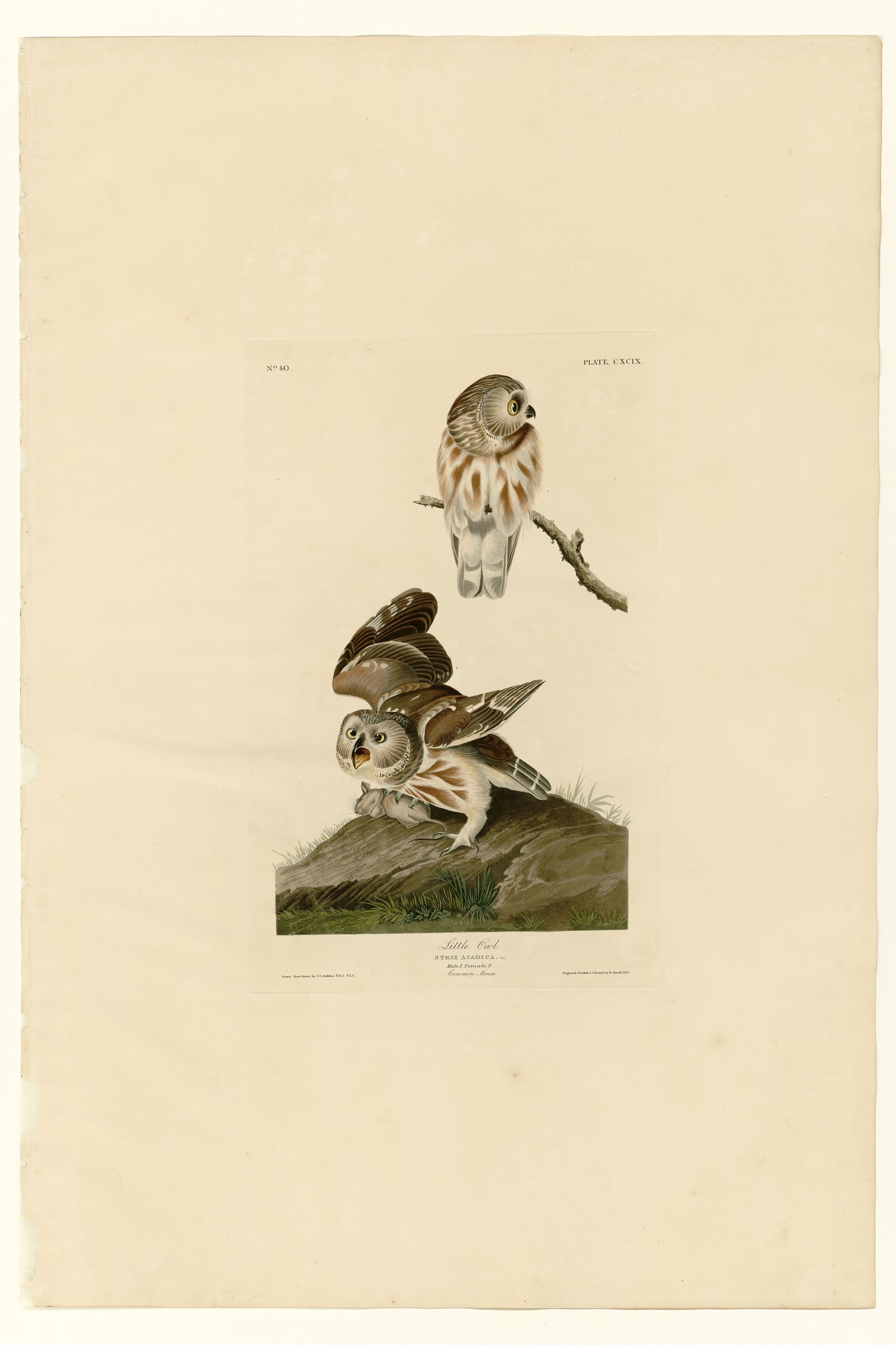 Little Owl (Audubon)