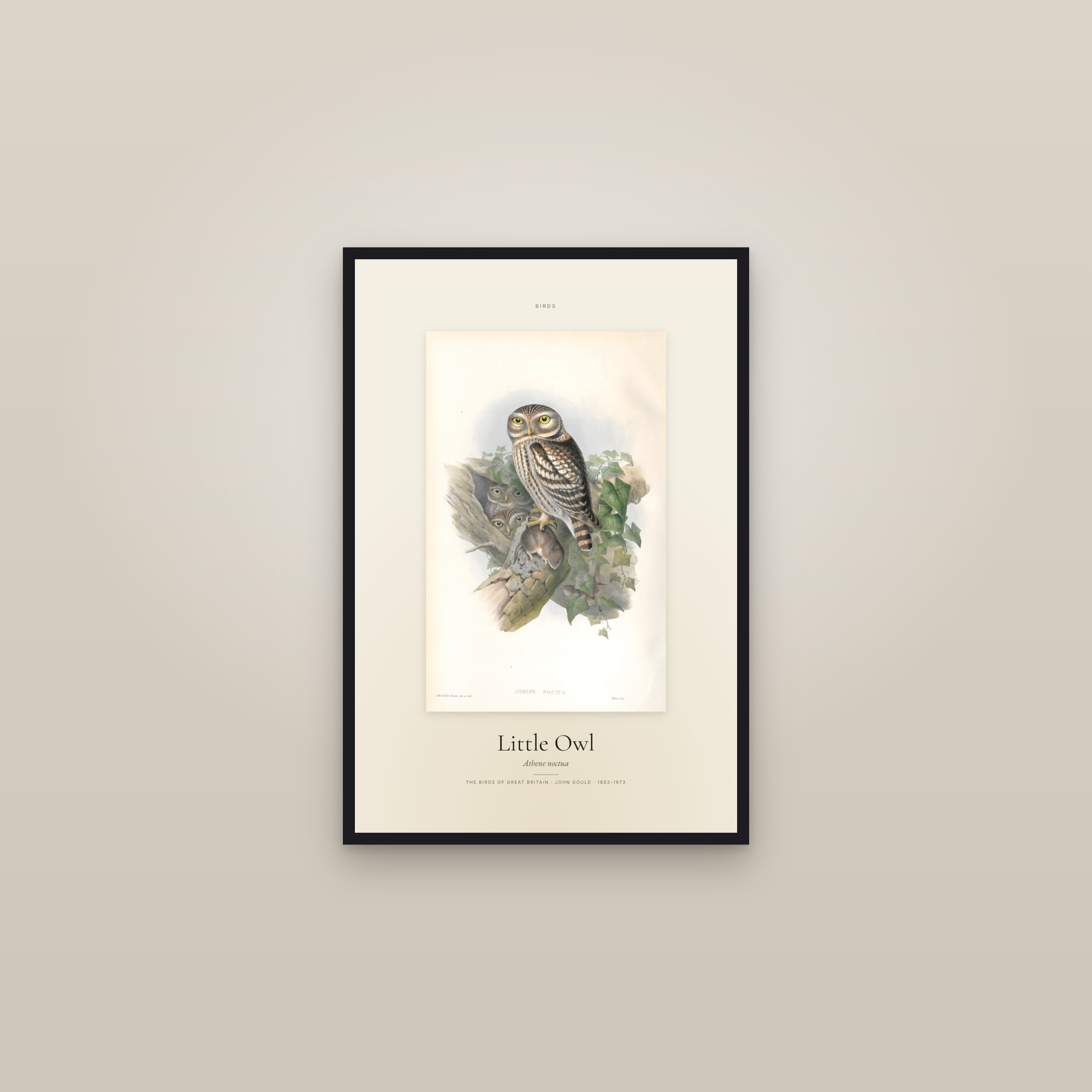 Little Owl — Specimen